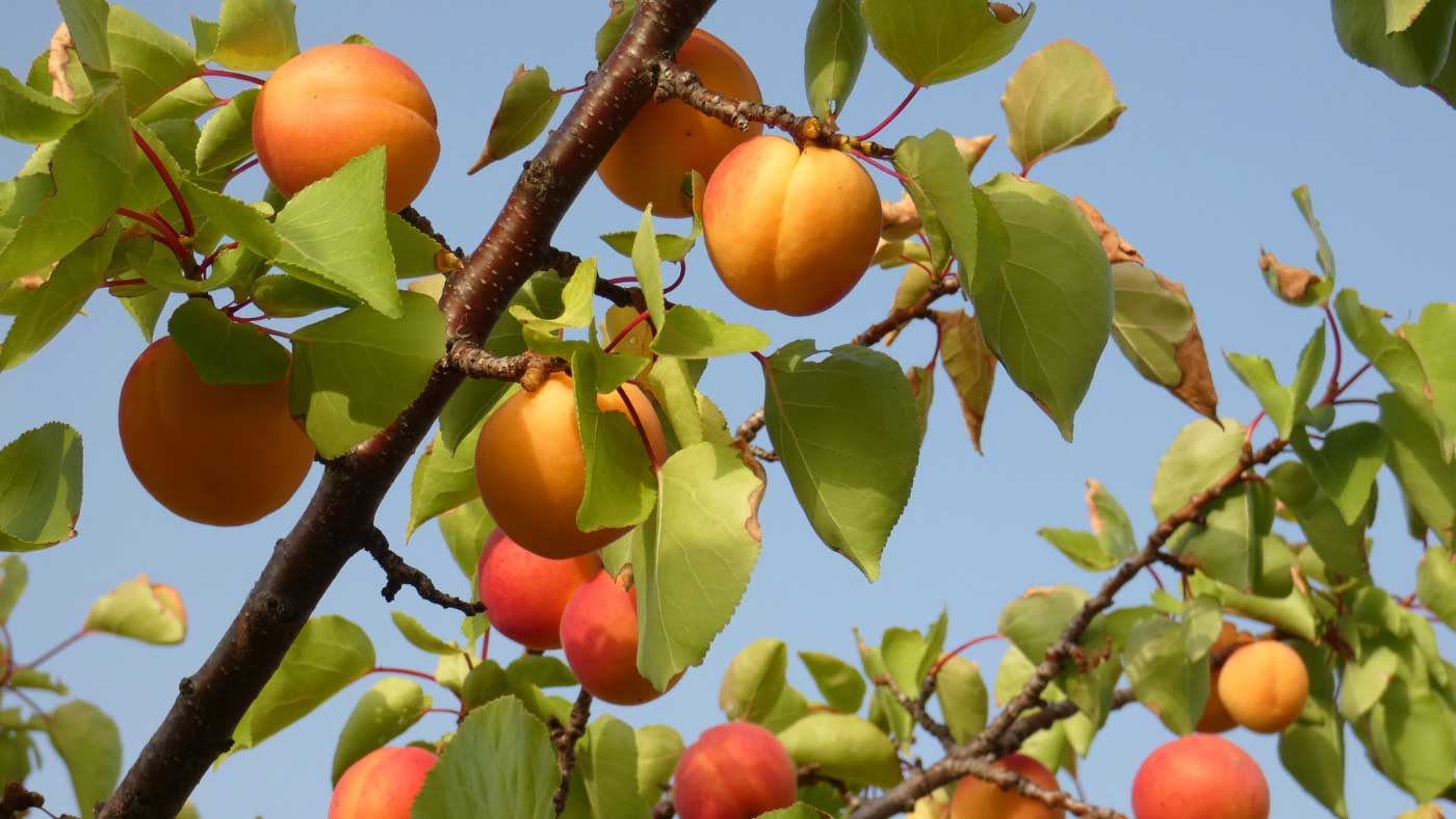 Abricotier Luizet (Prunus Armeniaca) - Image 3