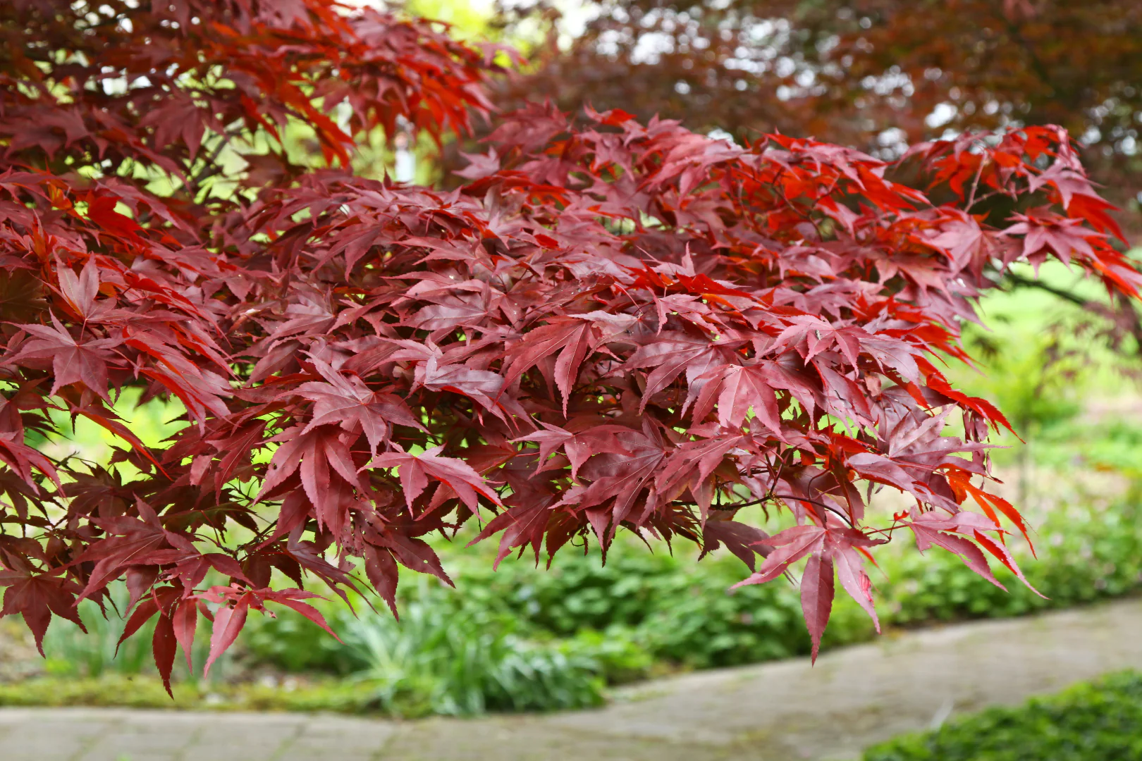 Acer Palmatum ‘Fireglow’ - Image 2