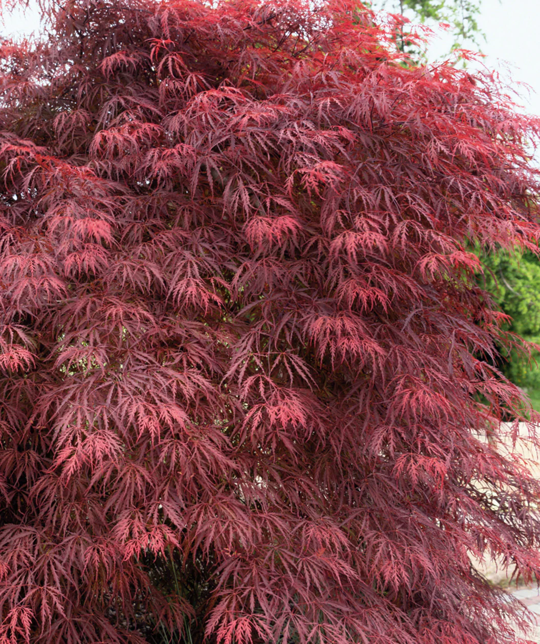 Acer Dissectum Garnet - Image 2