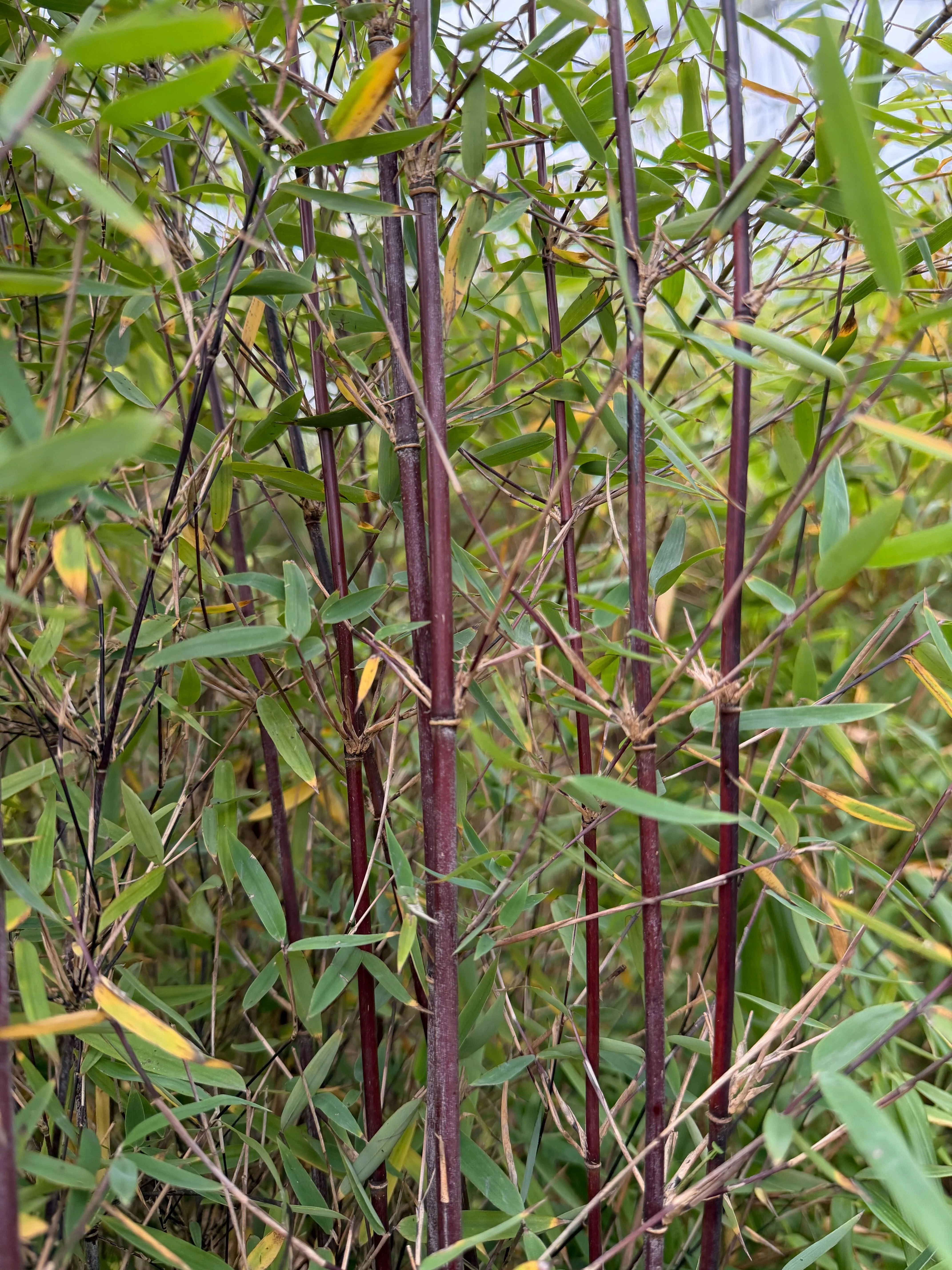 Bambou Fargesia Deep Purple - Image 2
