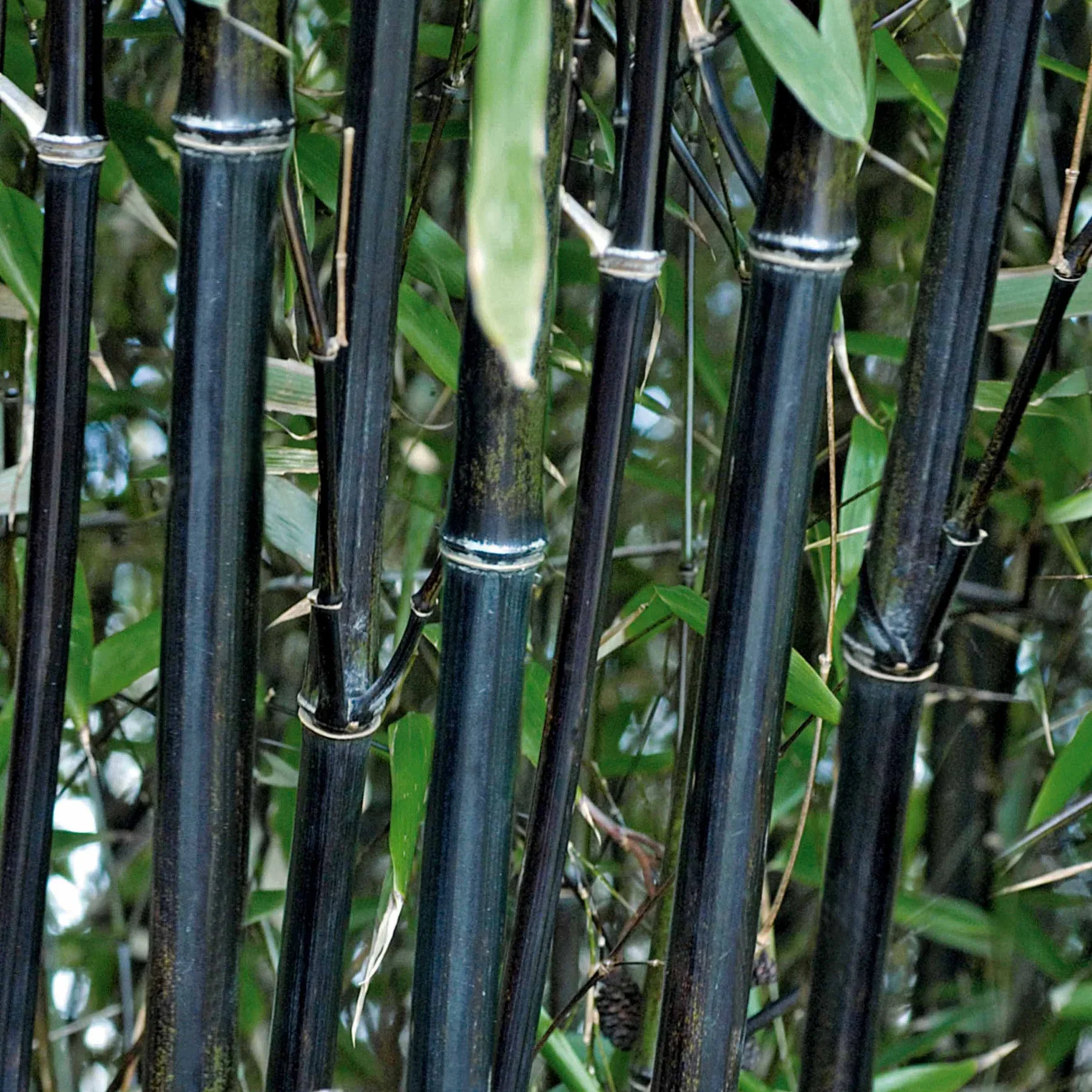 Bambou Nigra - Image 2