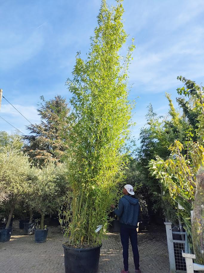 Bambou (Phyllostachys) Aurea - Image 11