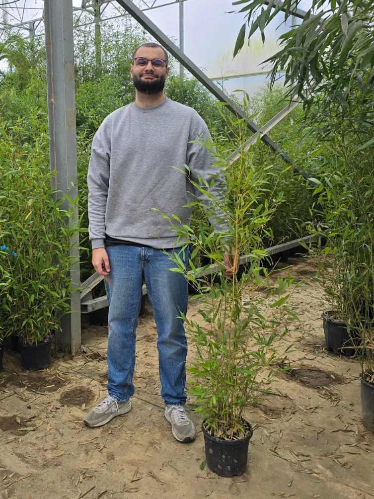 Bambou (Phyllostachys) Aurea - Image 12