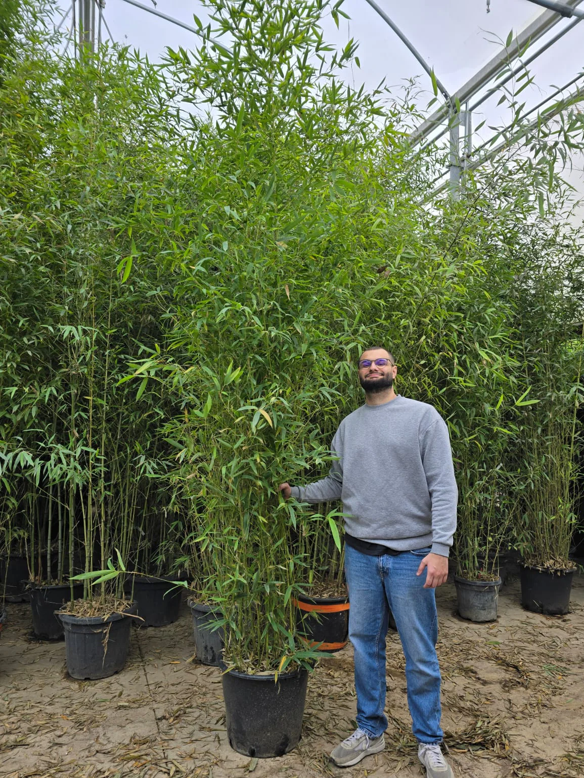 Bambou (Phyllostachys) Aurea - Image 15