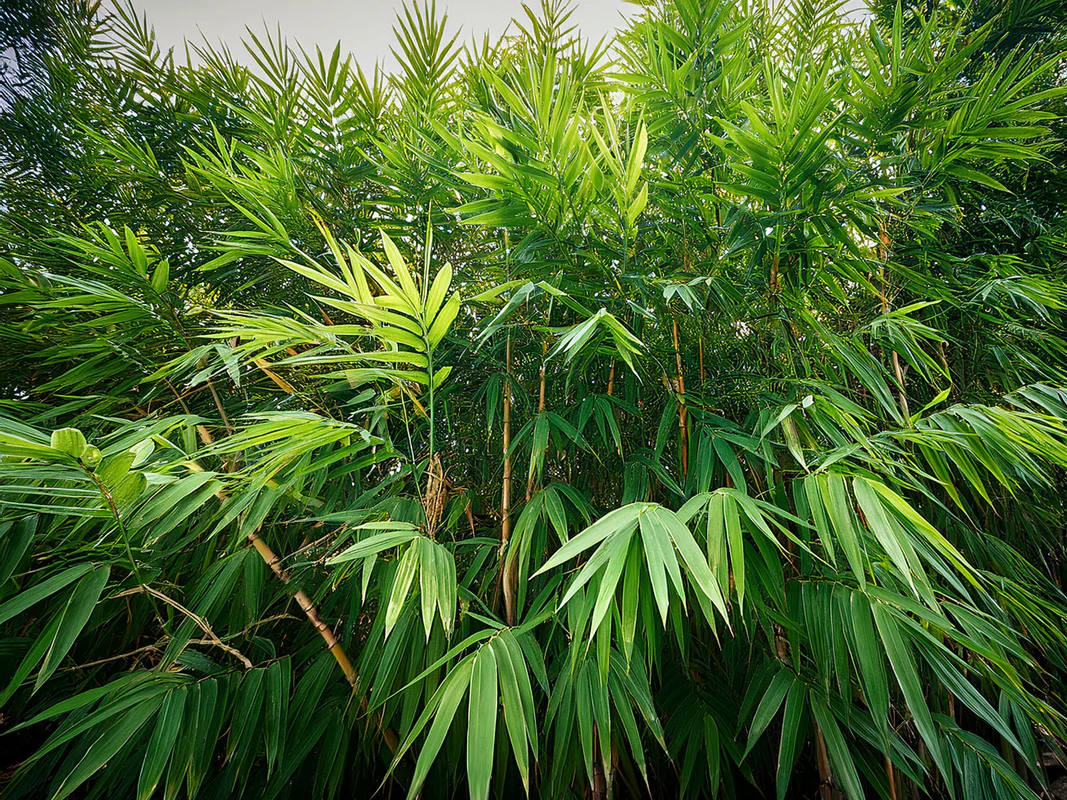 Bambou (Phyllostachys) Aurea - Image 3