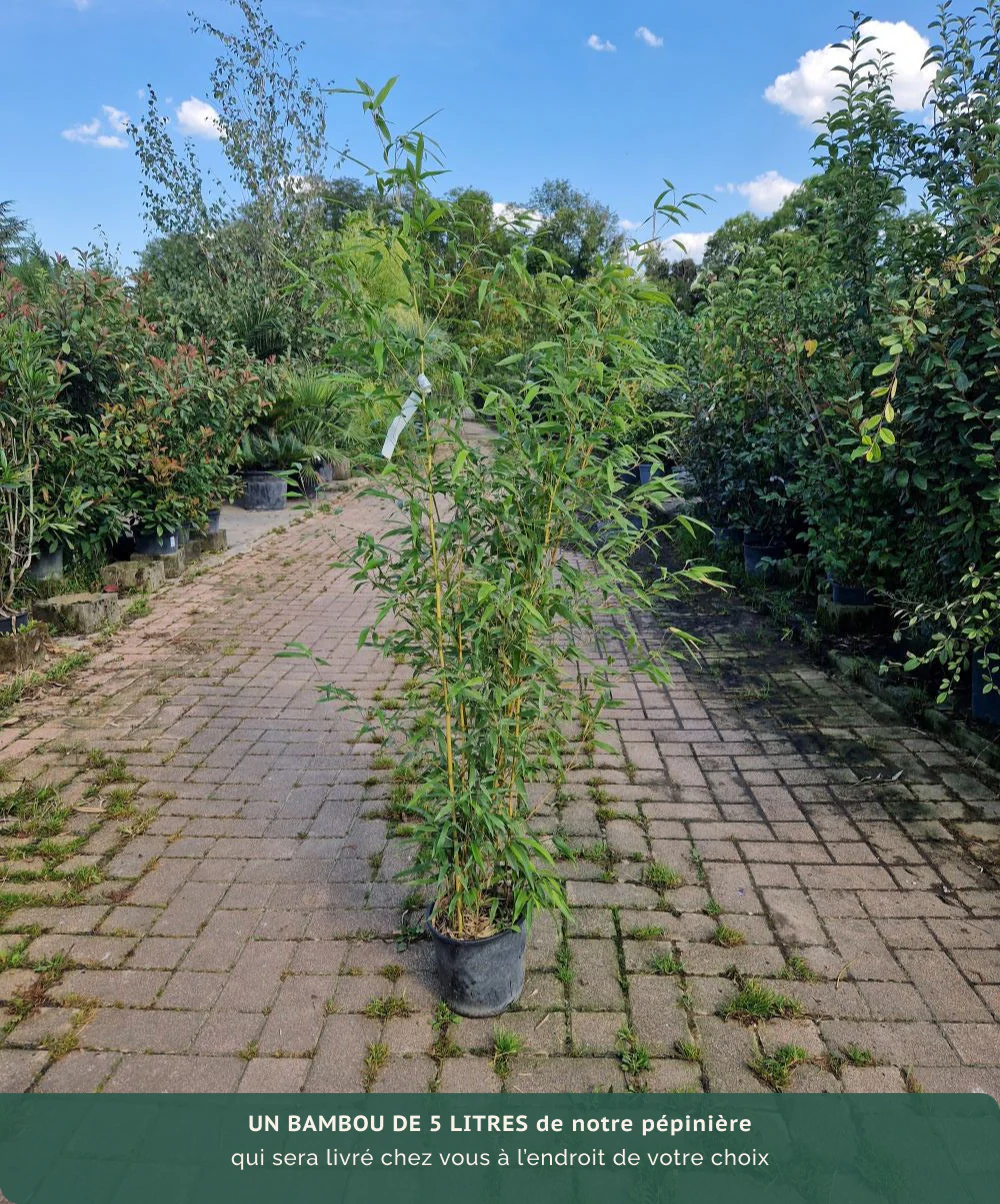 Bambou (Phyllostachys) Aurea - Image 5