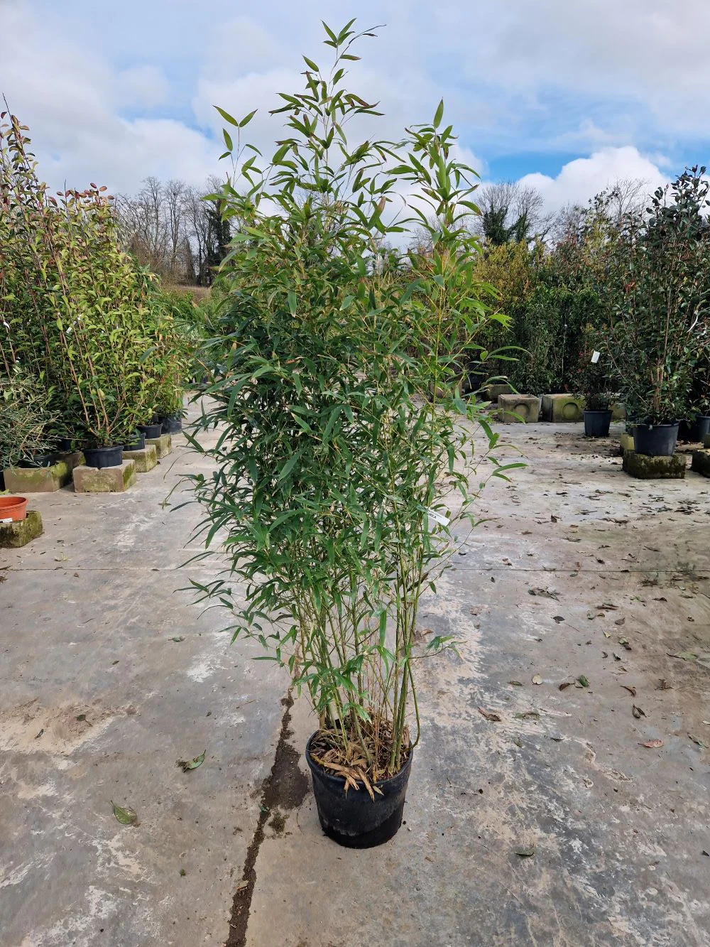 Bambou (Phyllostachys) Aurea - Image 6