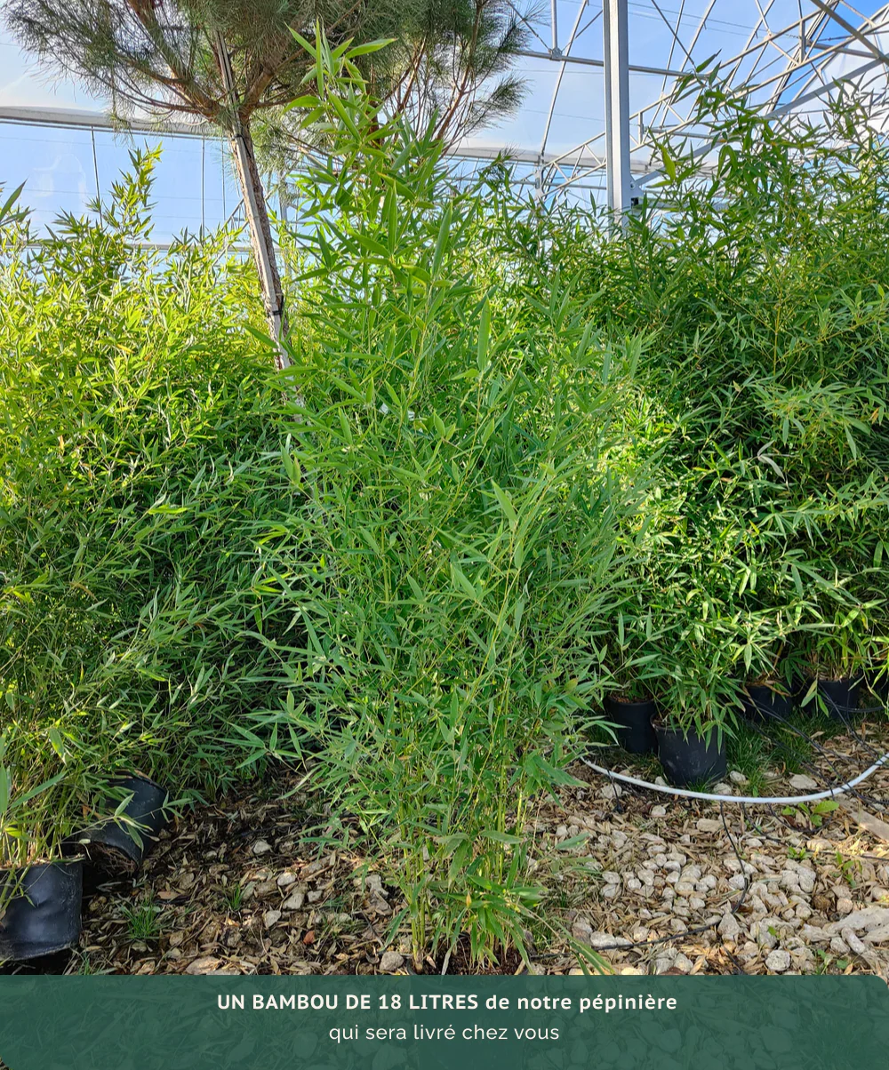 Bambou (Phyllostachys) Aurea - Image 7