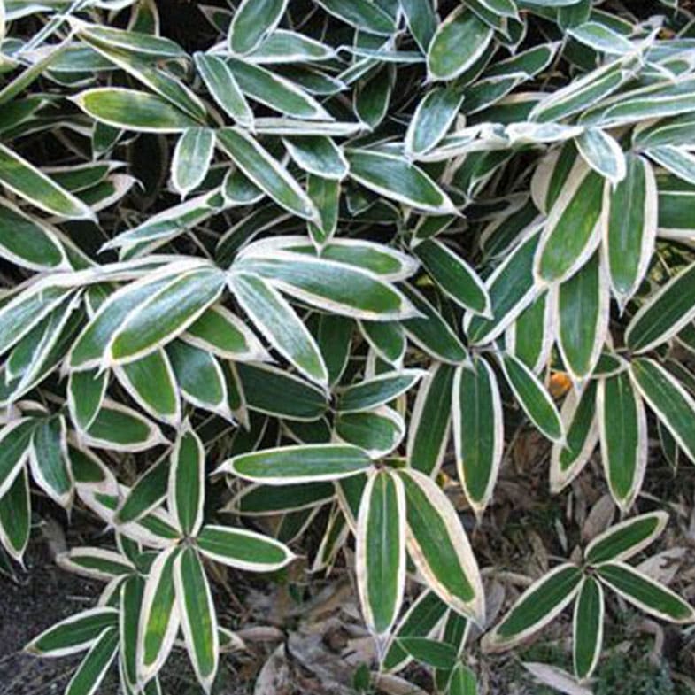 Bambusa nana Longuifolia - Image 2