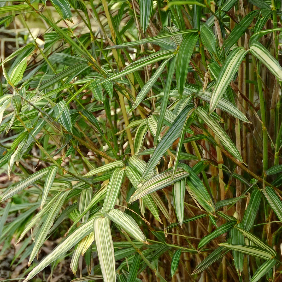 Bambusa Nana Tsuboi