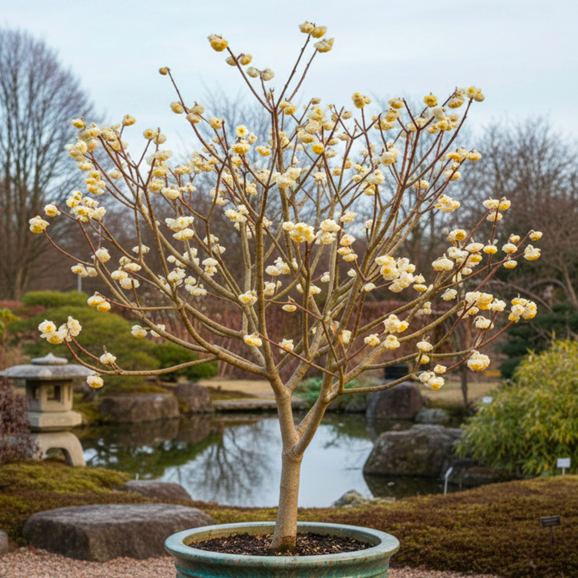 Buisson à papier (Edgeworthia chrysantha grandiflora)