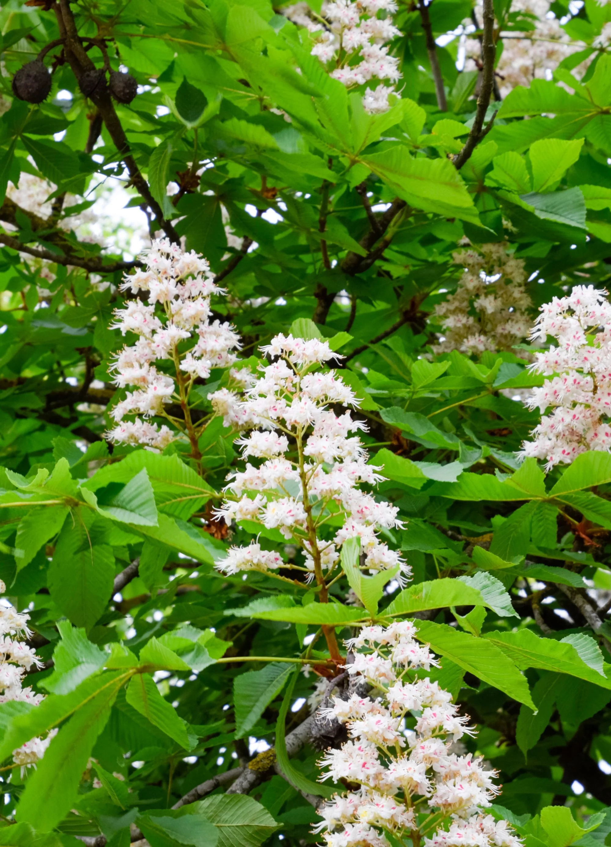 Châtaignier (Castanea sativa) - Image 2