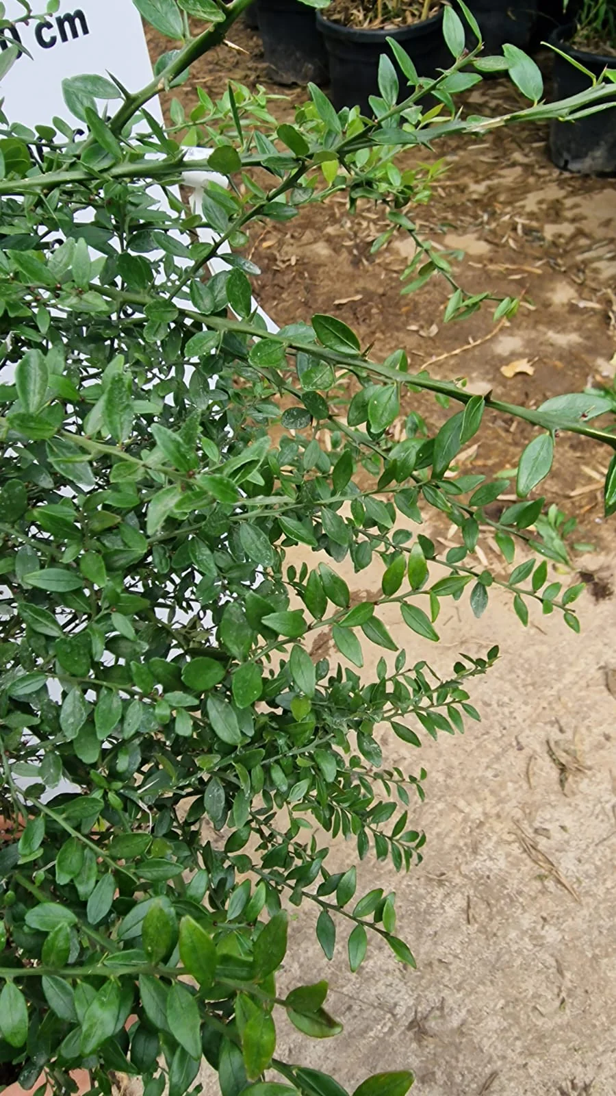 Citronnier Caviar (Microcitrus Australasica) - Image 5