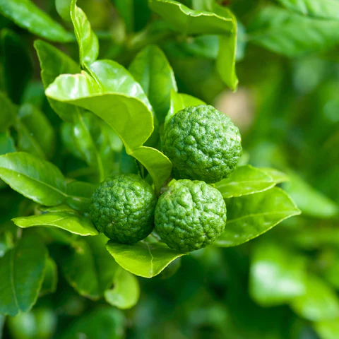 Citronnier Combava (Citrus Hystrix) - Image 3