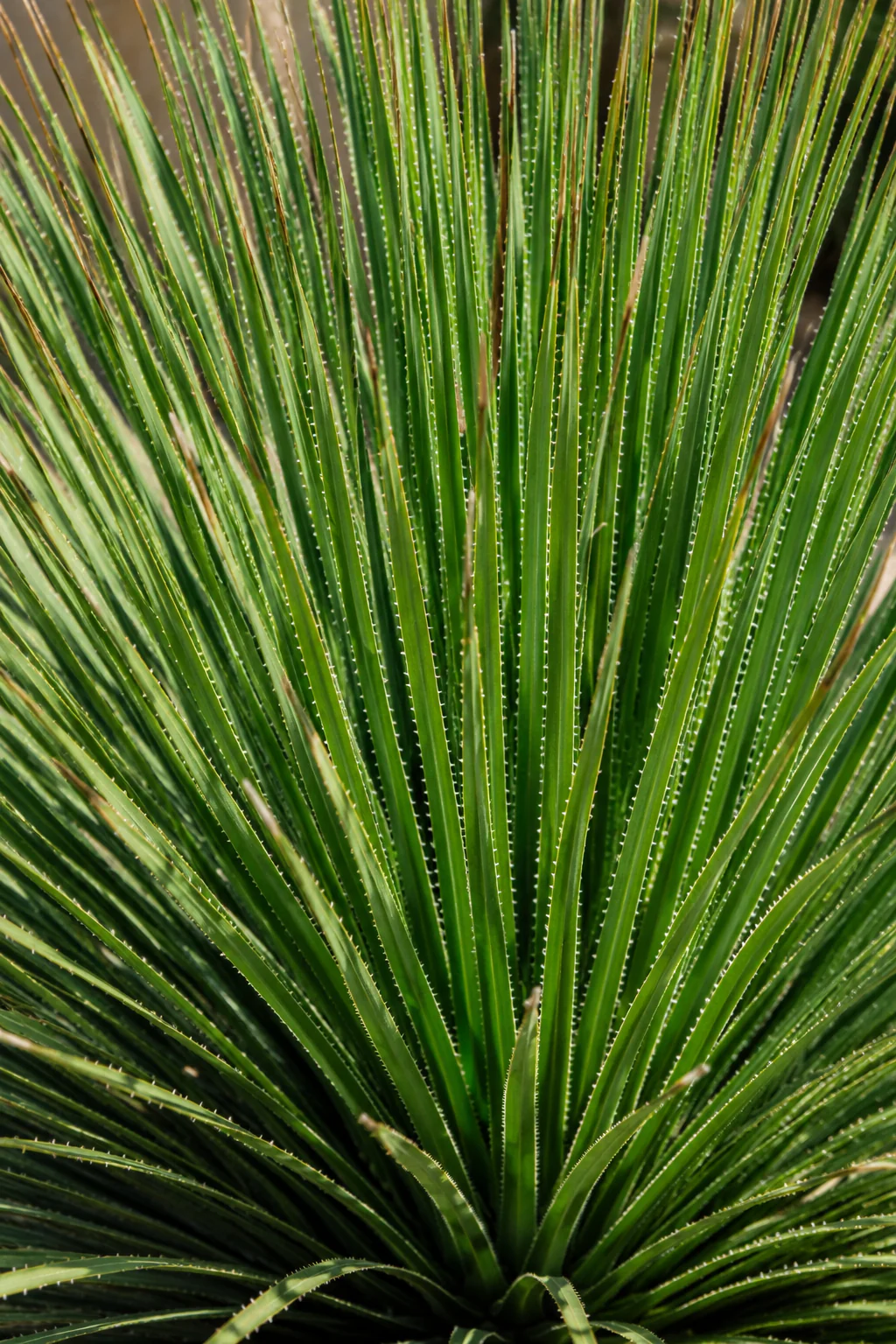 Dasylirion (Dasylirion serratifolium) - Image 2