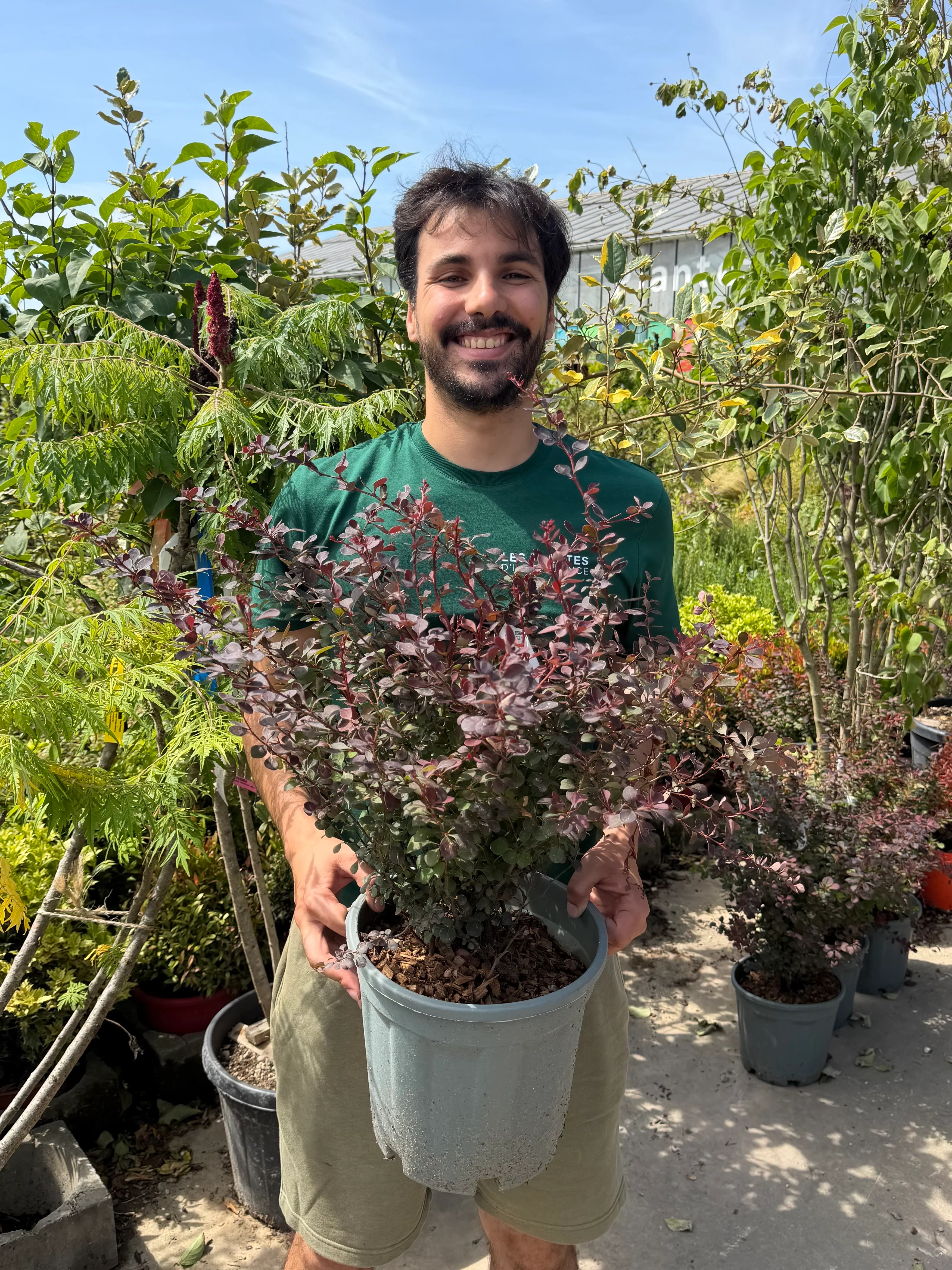 Epine-vinette (Berberis thunbergii Atropurpurea) - Image 3