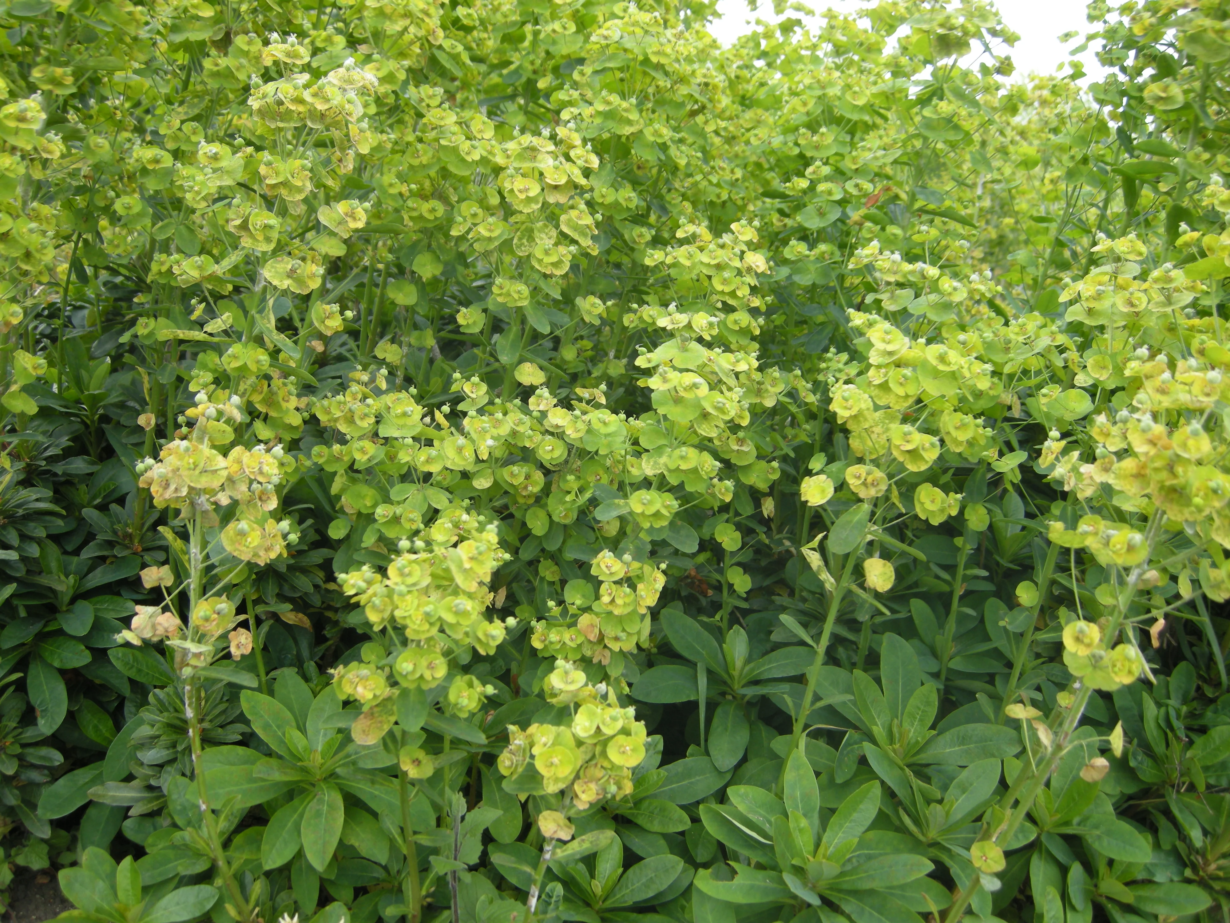 Euphorbe Vert - Image 5