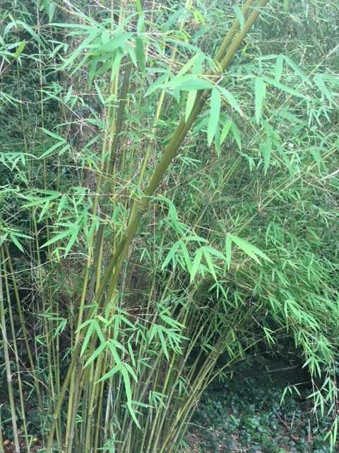 Fargesia Angustissima - Image 6