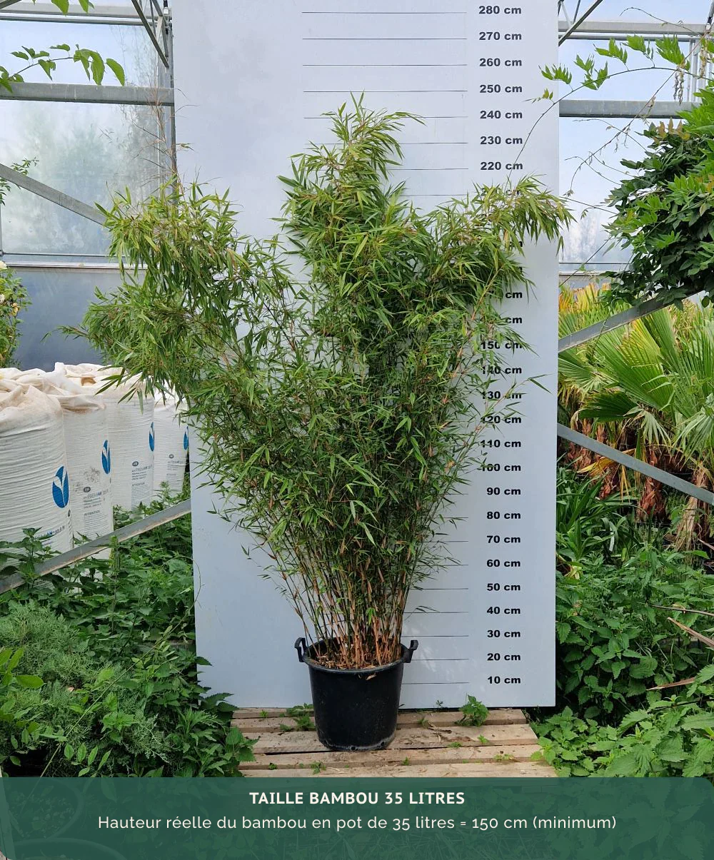 Fargesia Rufa - Image 7