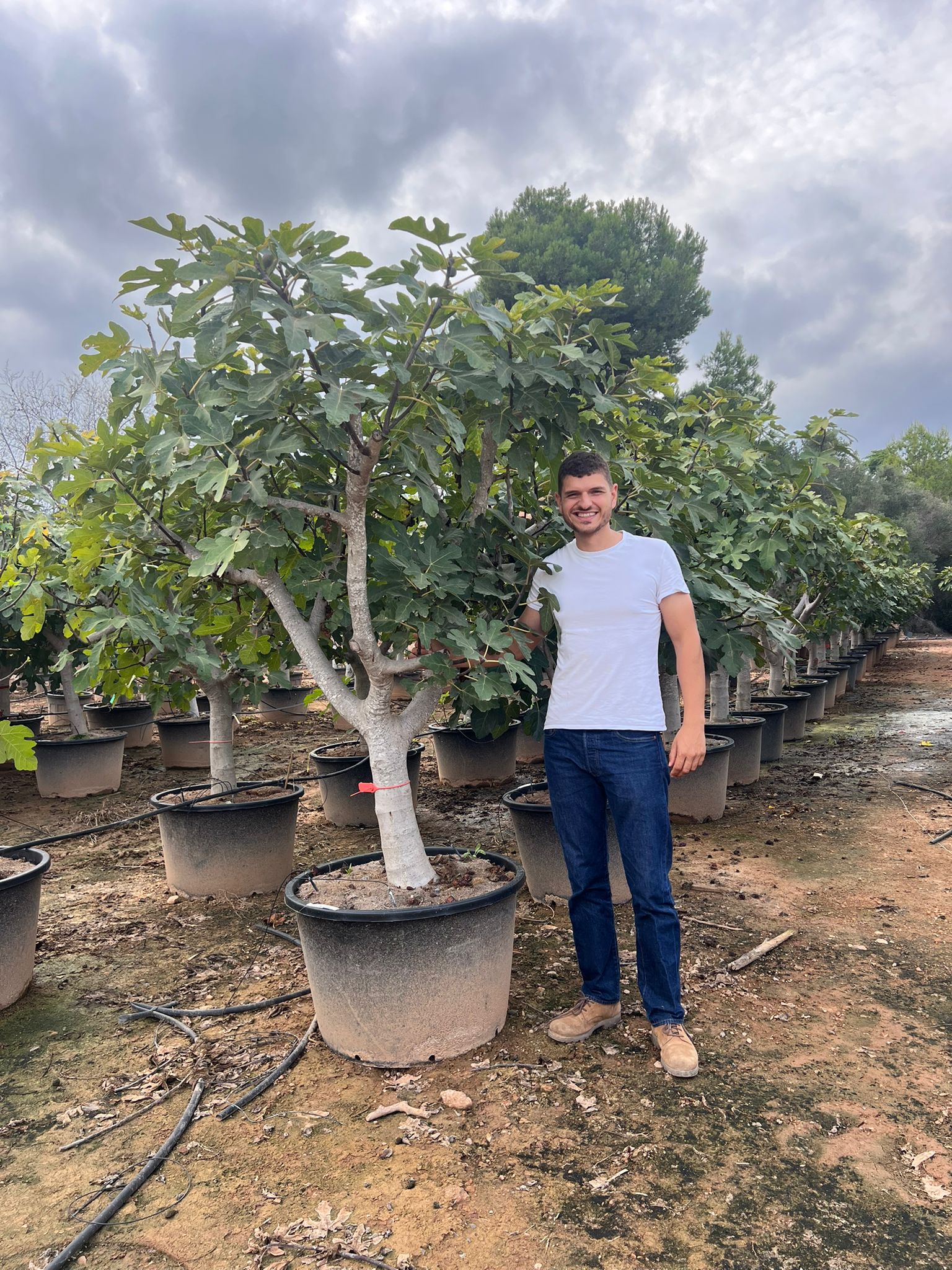 Figuier Rouge de Bordeaux (Ficus carica Rouge de Bordeaux) - Image 8