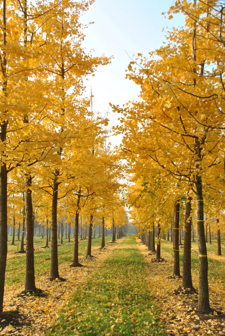 Ginkgo Biloba en touffe - Image 3