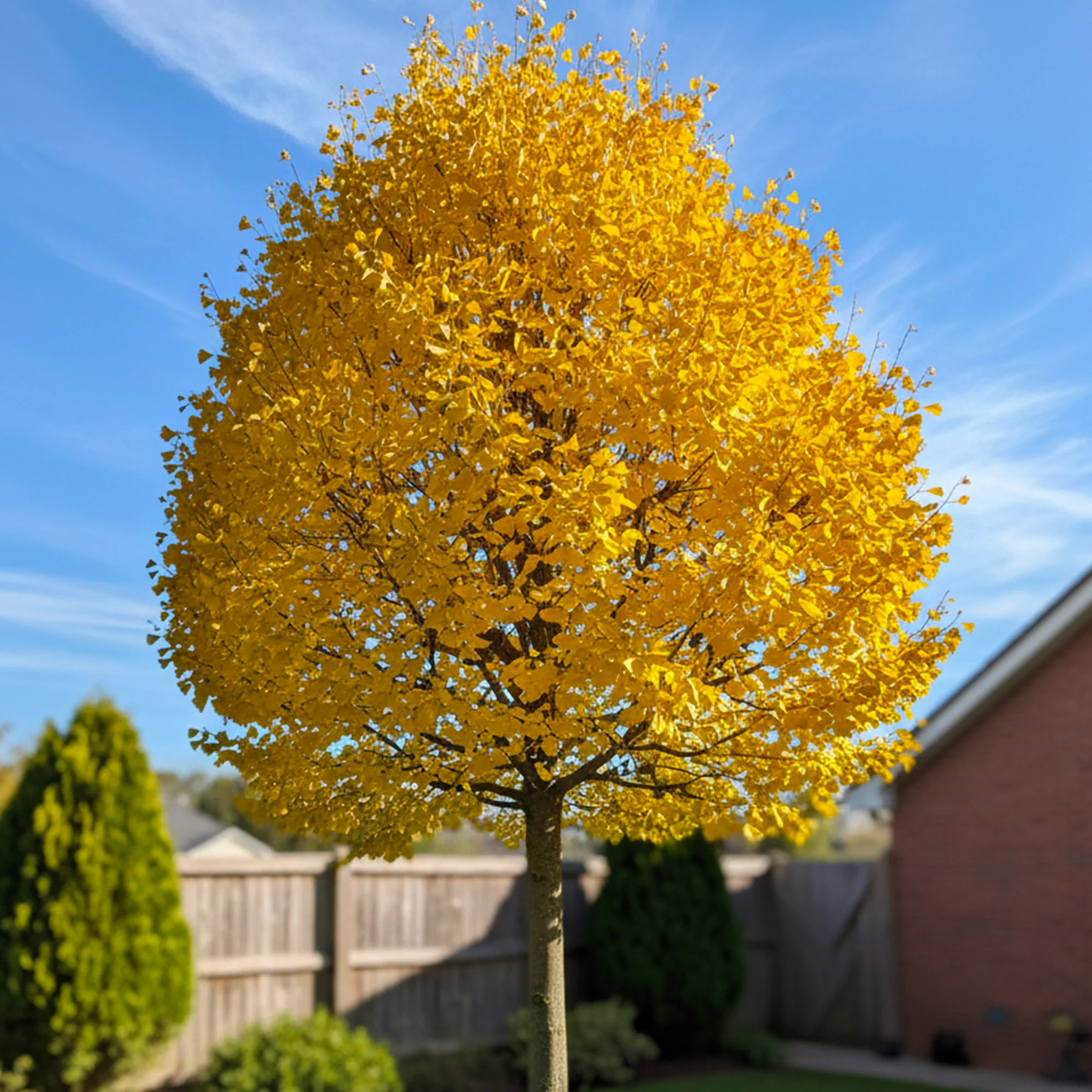Ginkgo en tige (Ginkgo Biloba)