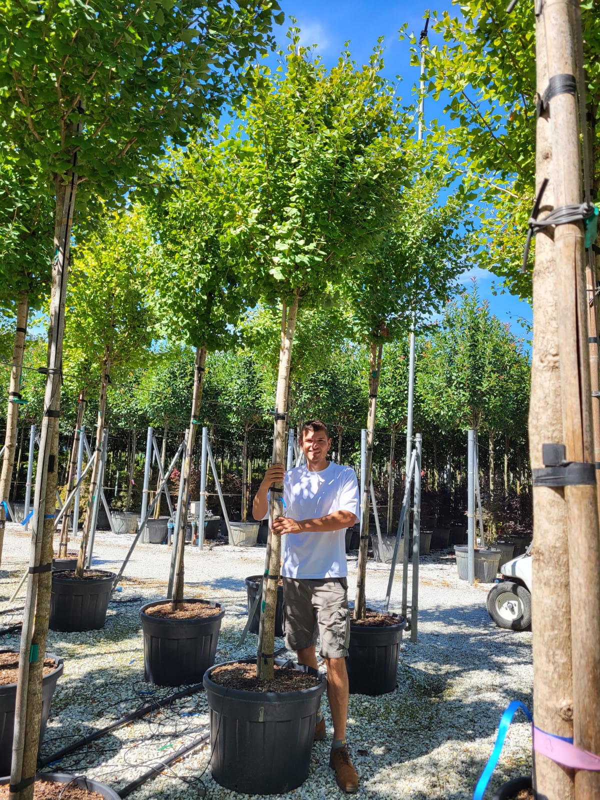 Ginkgo Biloba Fastigé Blagon en tige - Image 8