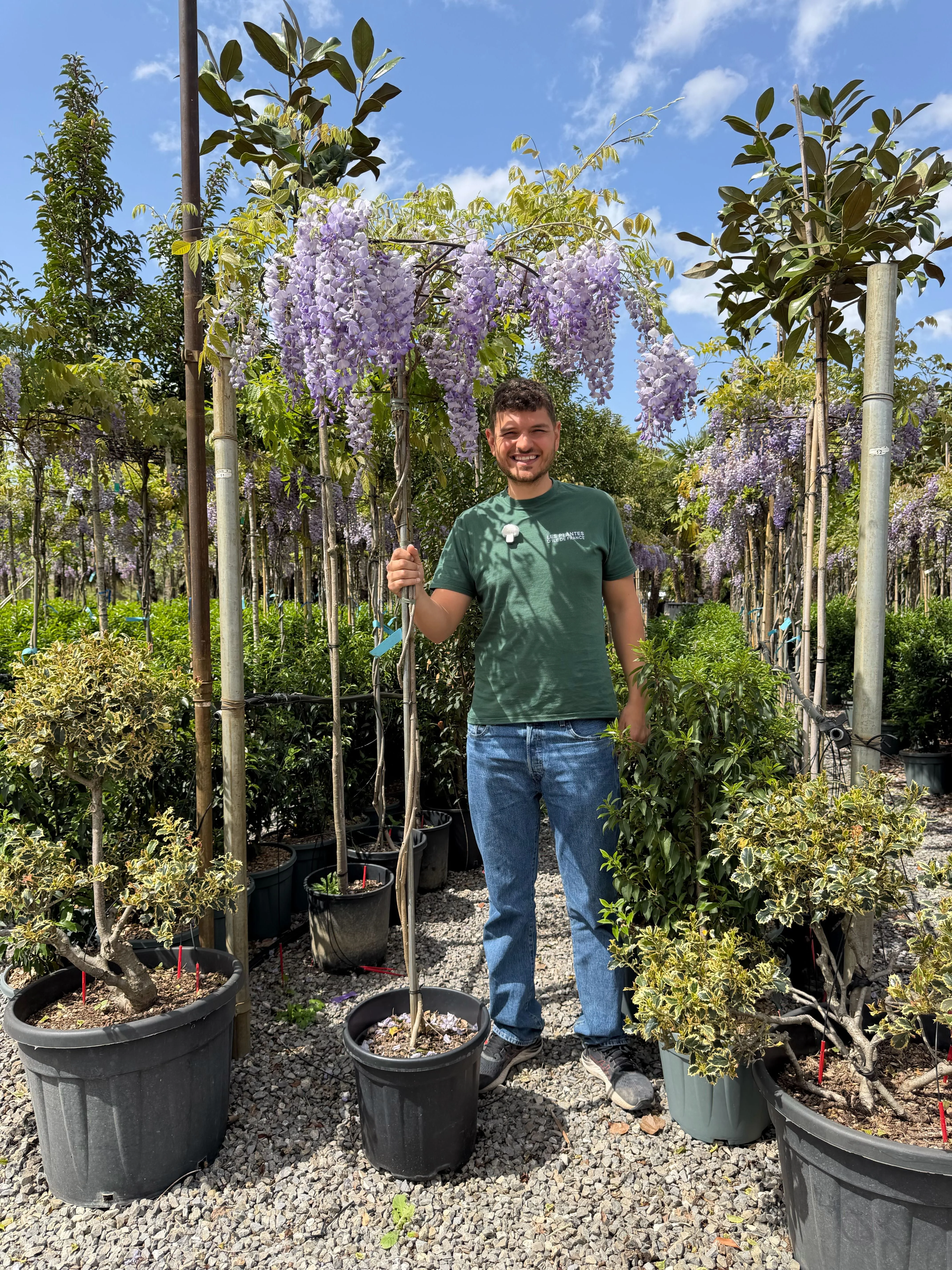 Glycine en Ombrelle - Image 7