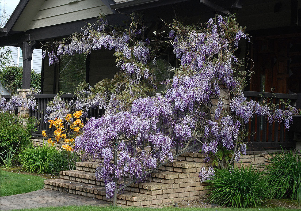 Glycine greffée sur tige - Image 5