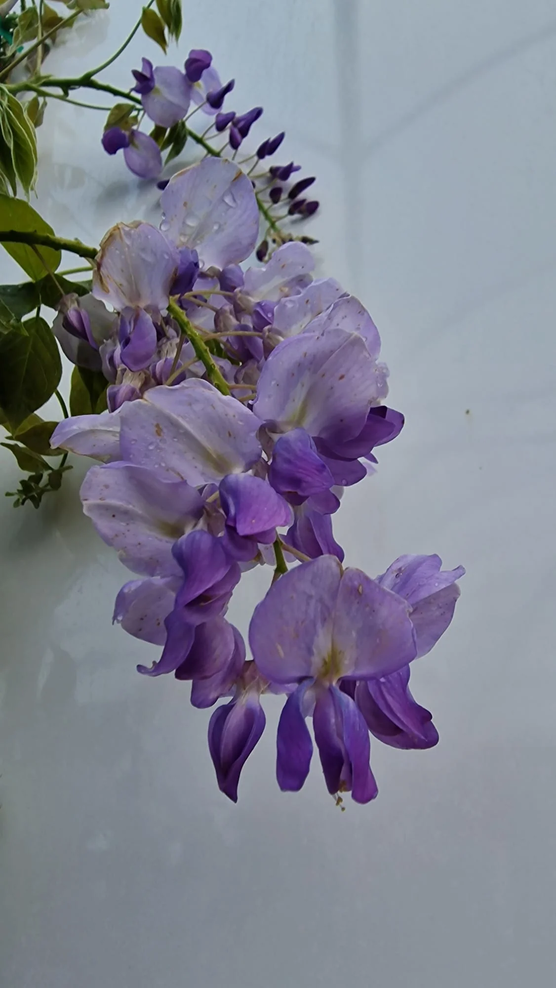 Glycine greffée sur tige - Image 7