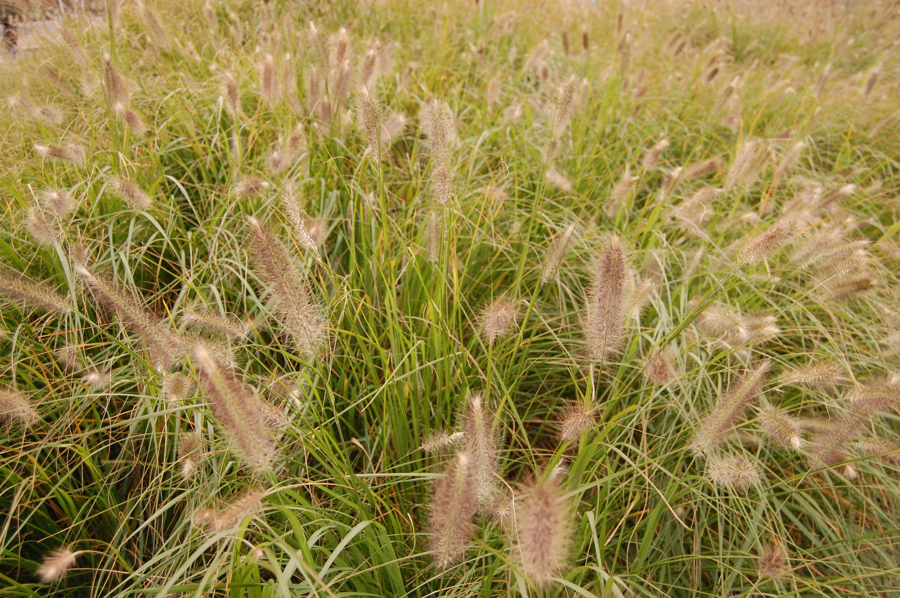 Herbe aux écouvillons (Pennisetum alopecuroides Hameln) - Image 2