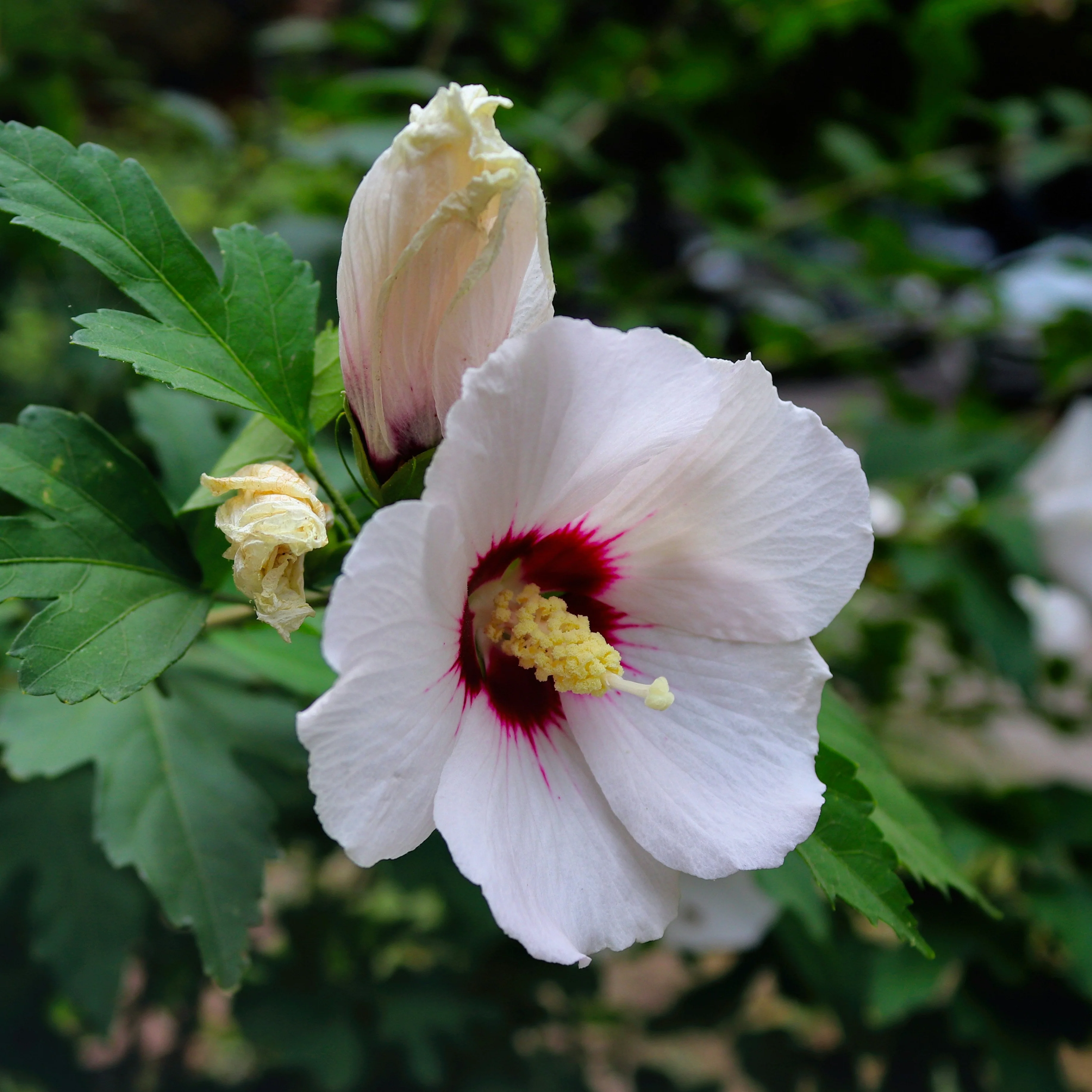 Hibiscus en demi-tige - Image 2