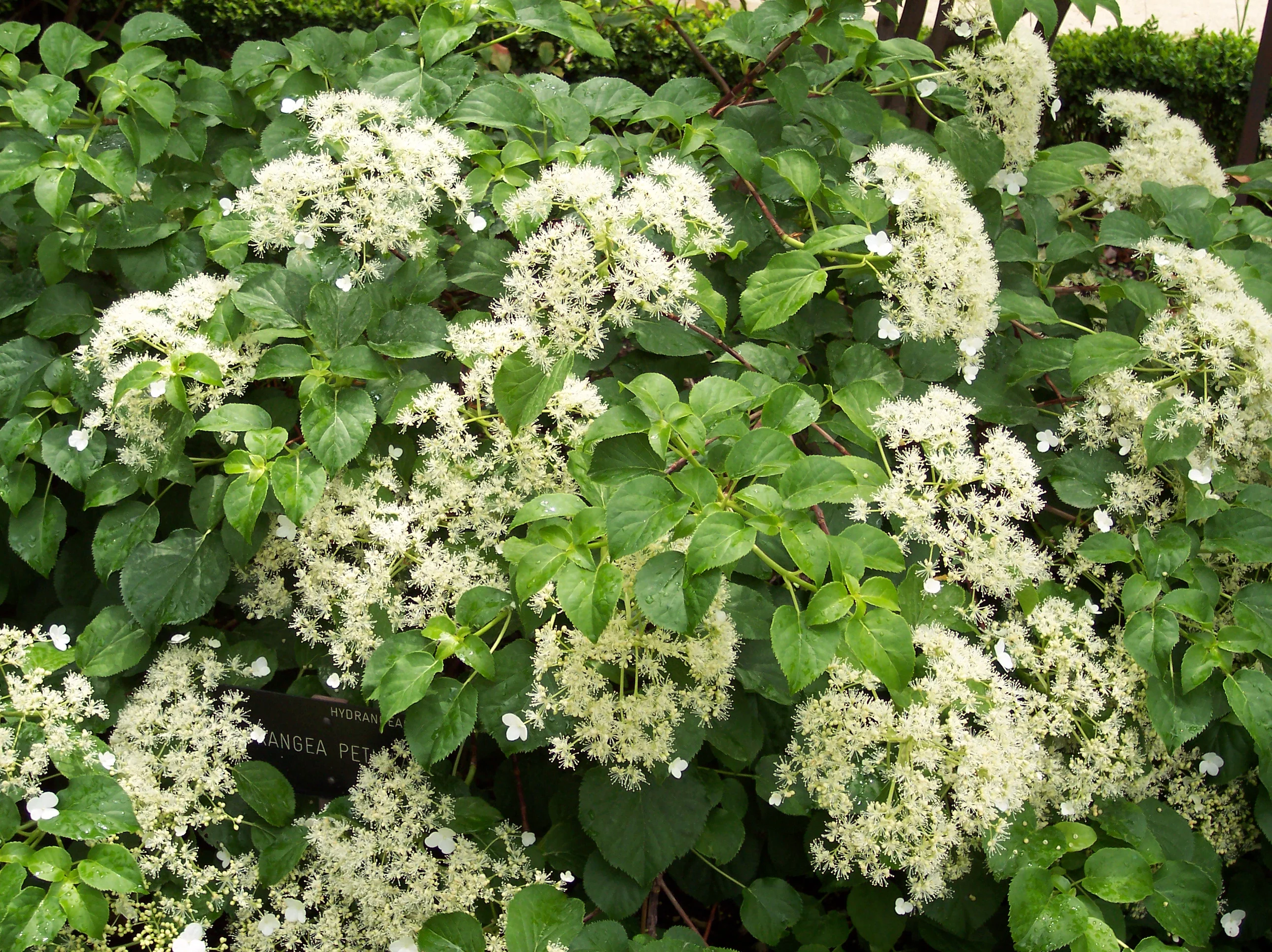 Hortensia Grimpant (Hydrangea Petiolaris) - Image 2