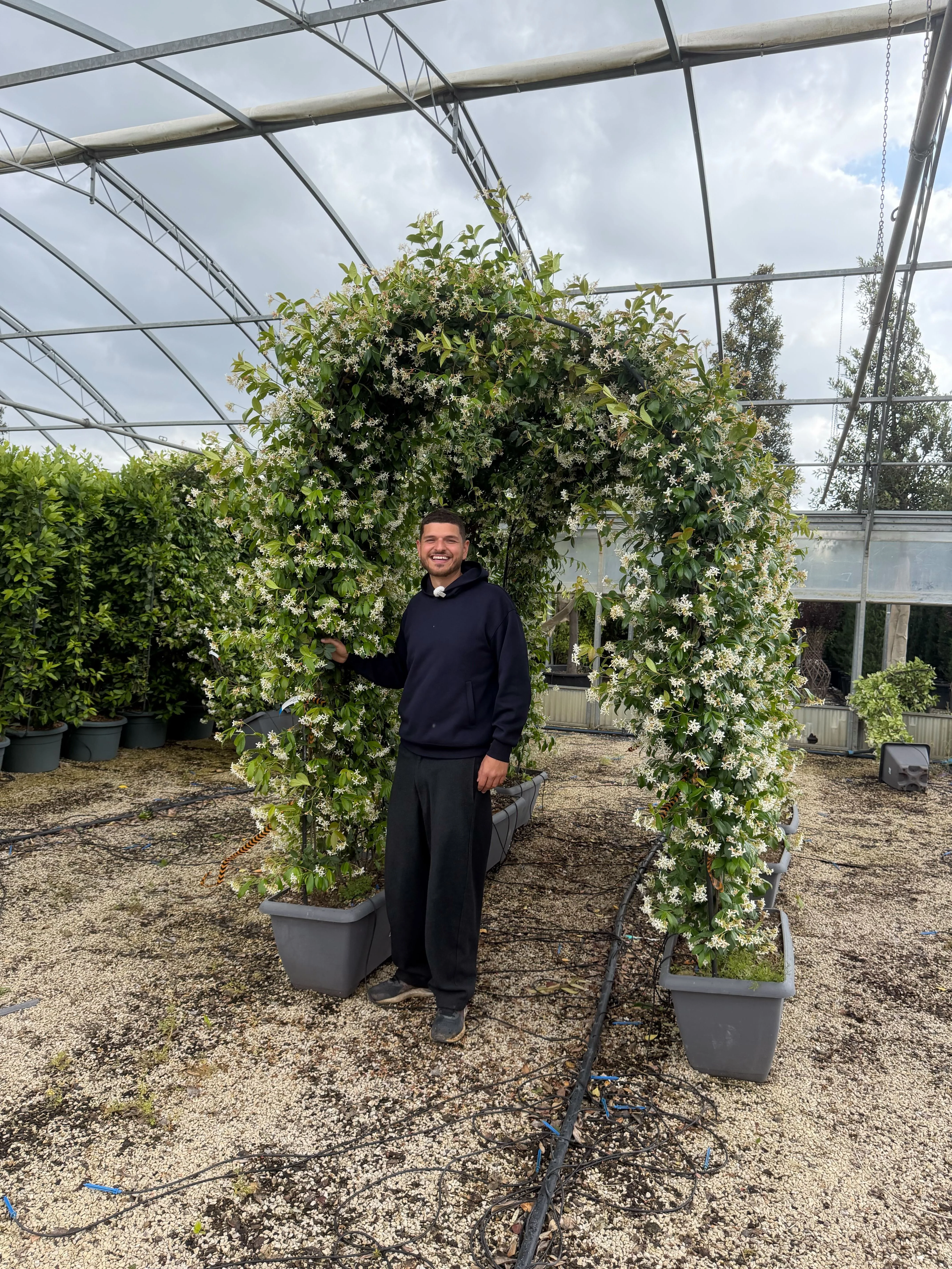Jasmin en arche - Image 8