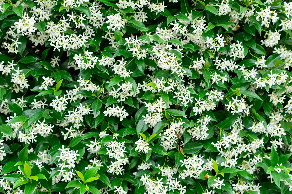 Jasmin Étoilé Grimpant (Trachelospermum Jasminoides) - Image 4
