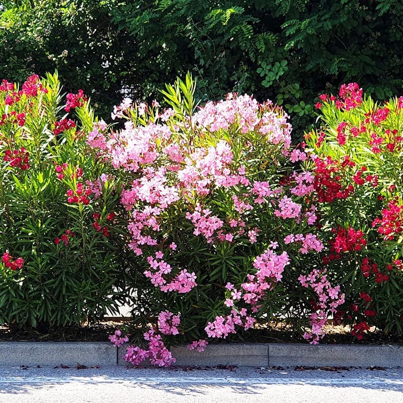Laurier Rose en touffe (Nerium Oleander) - Image 4