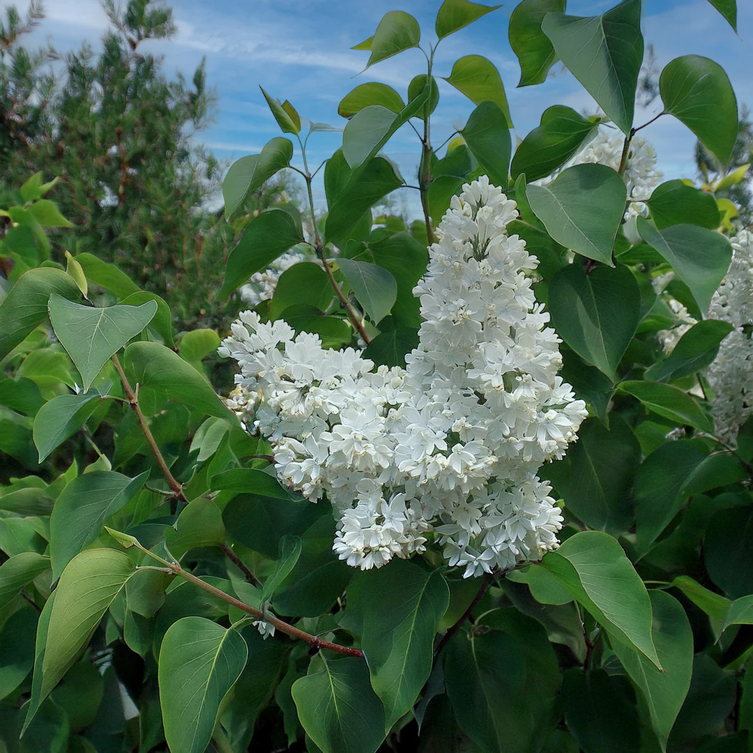 Lilas (Syringa vulgaris) - Image 2