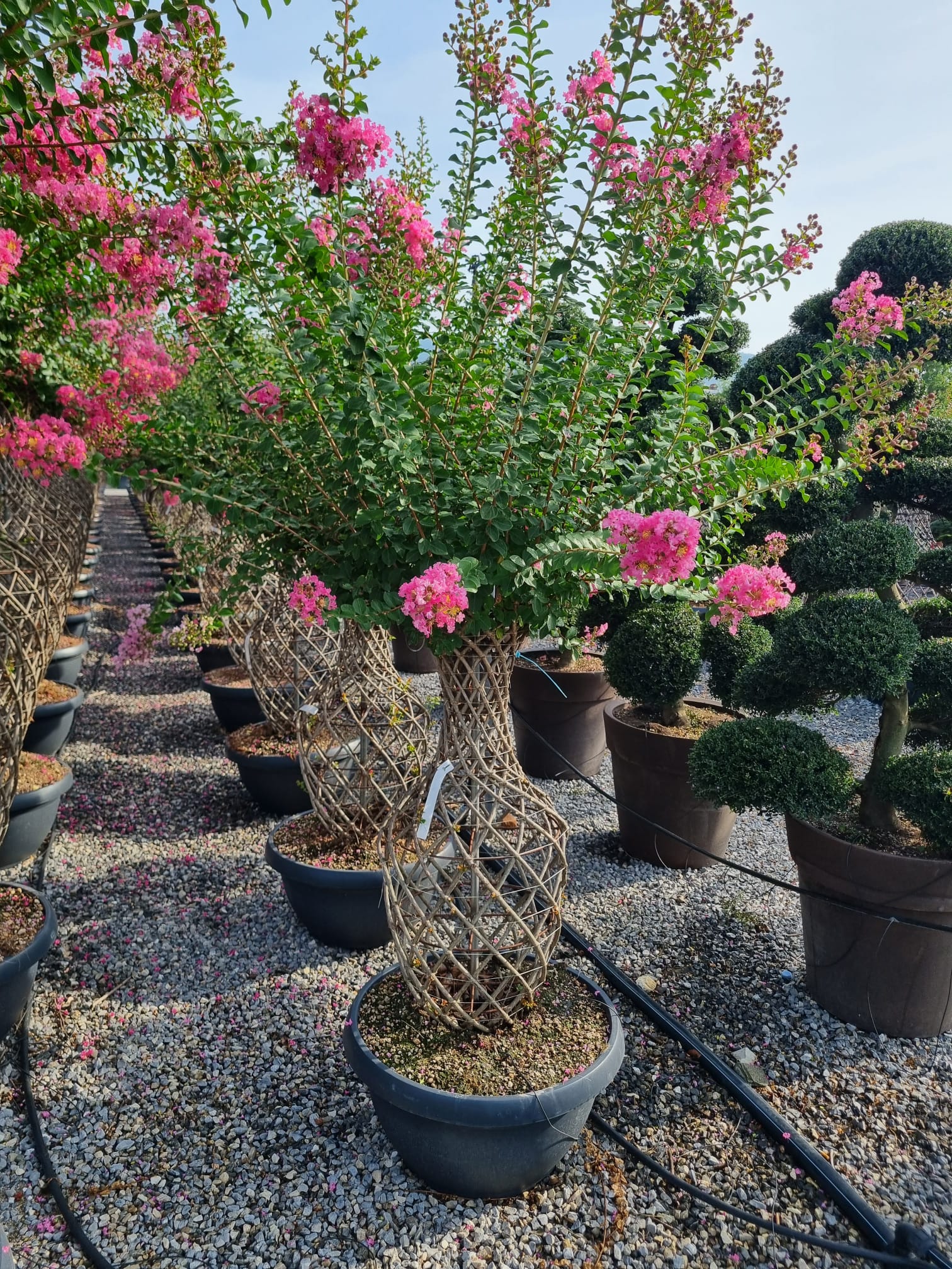 Lilas des indes tressé (Lagerstroemia) - Image 4