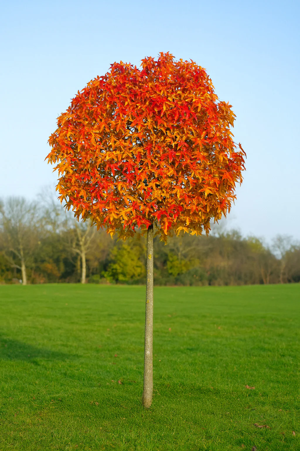 Liquidambar Gumball Pompoms - Image 4
