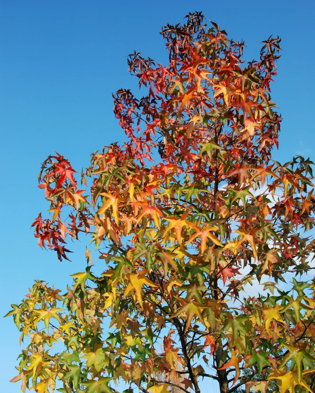 Liquidambar Slender Silhouette - Image 3