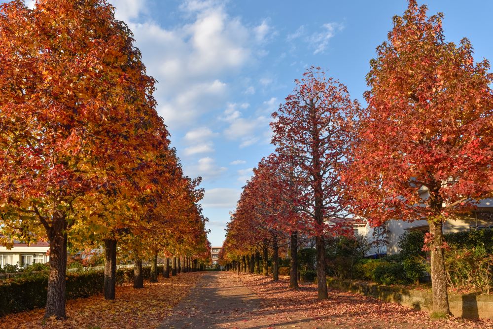 Copalme d'Amérique en touffe (Liquidambar Styraciflua) - Image 3