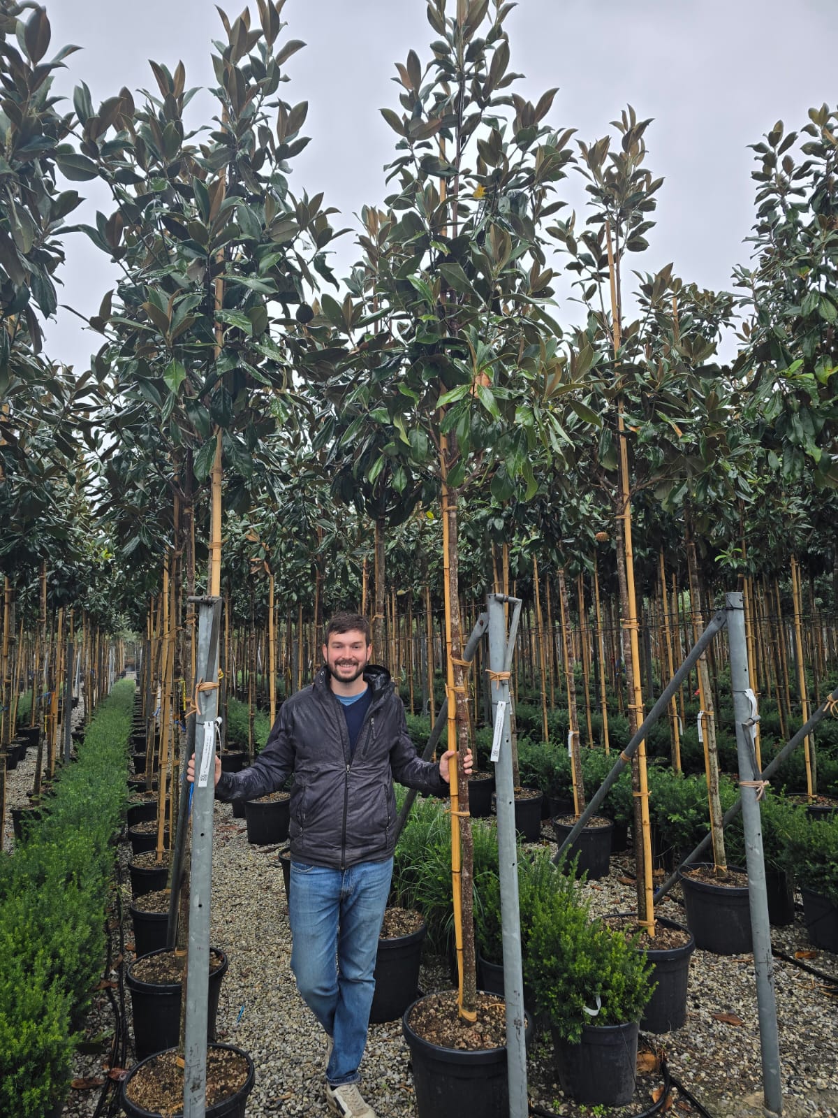 Magnolia Grandiflora en tige - Image 12