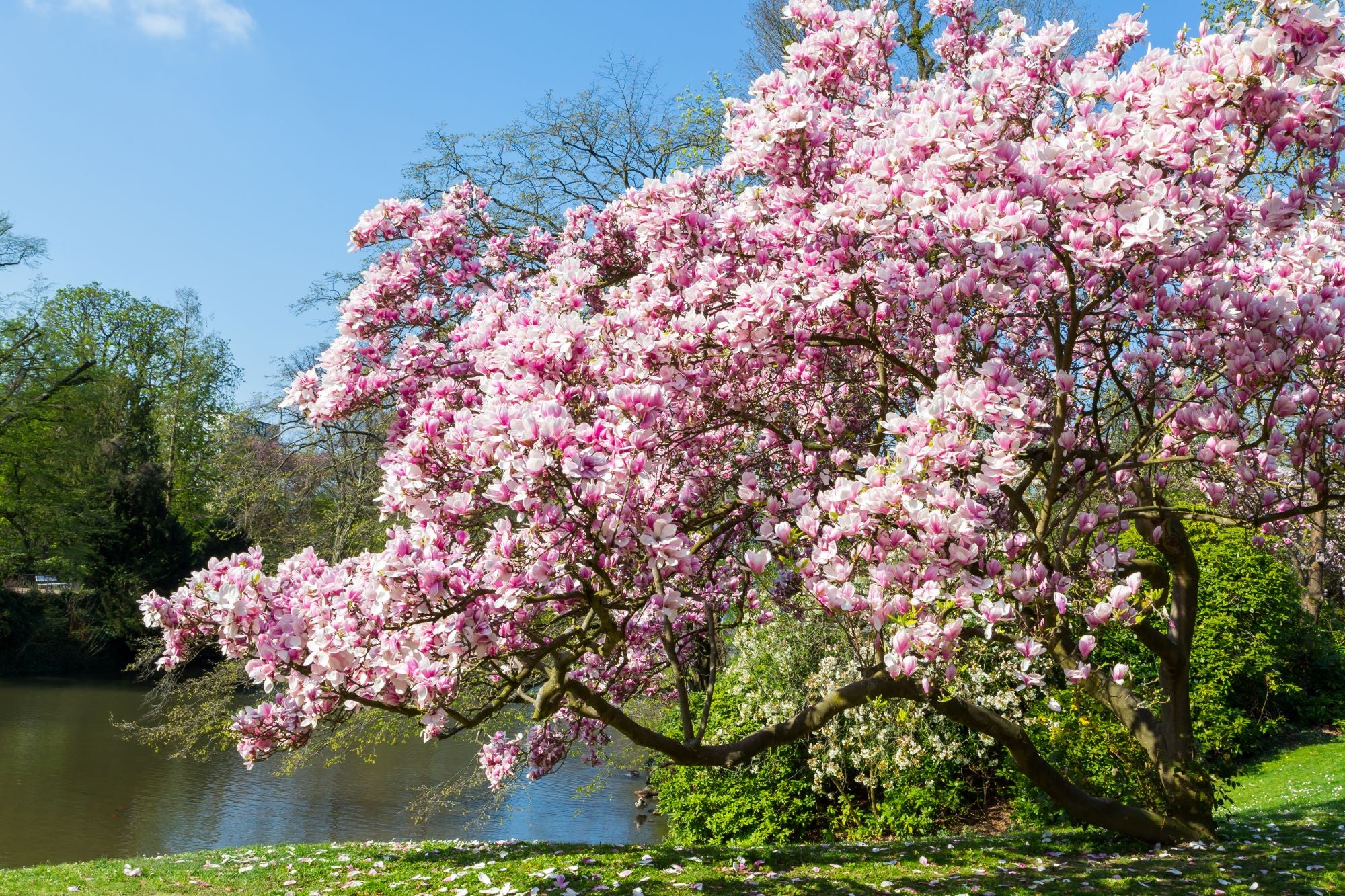 Magnolia de Soulange en touffe (Magnolia Soulangeana) - Image 3
