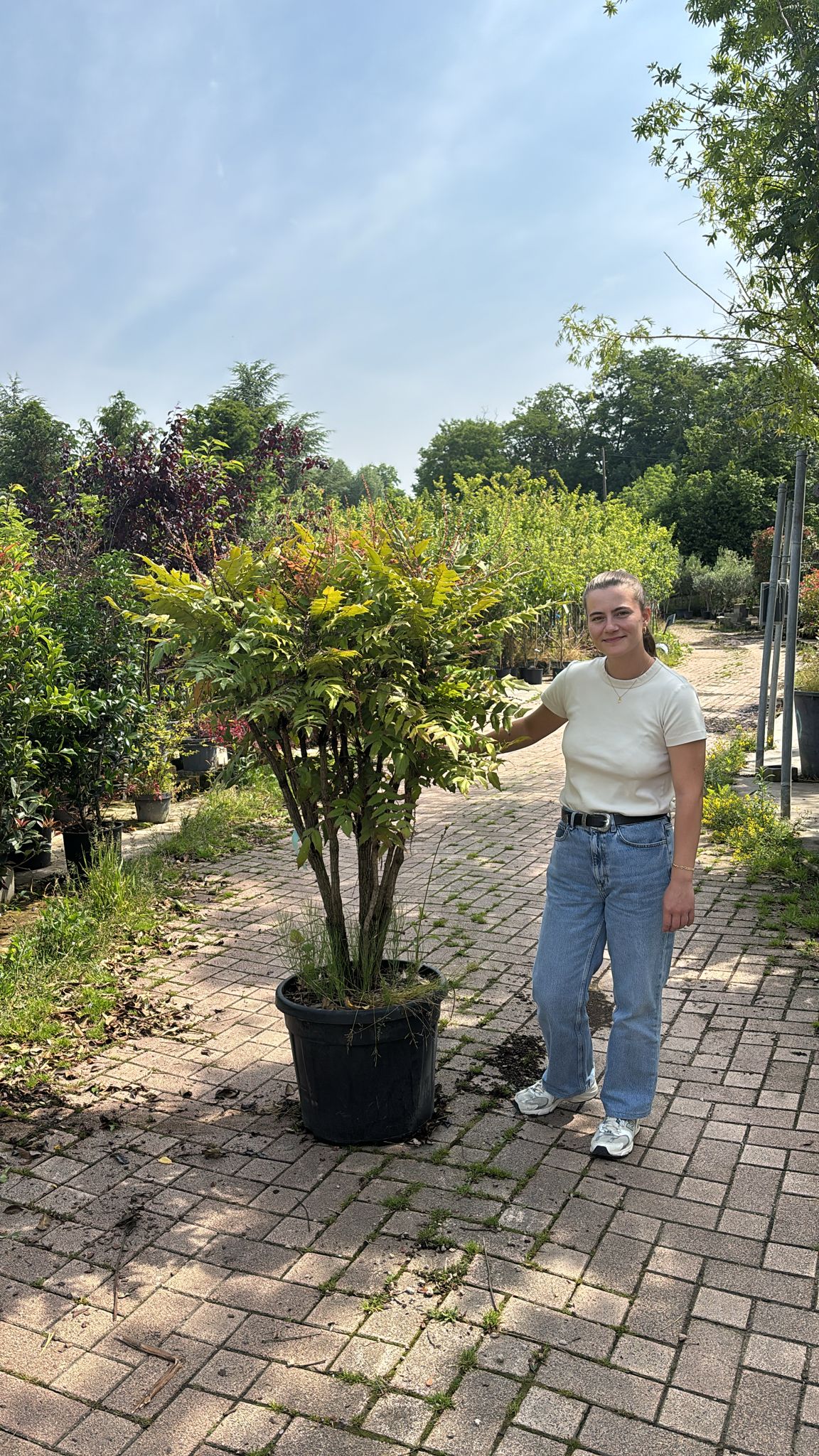 Mahonia - Image 7