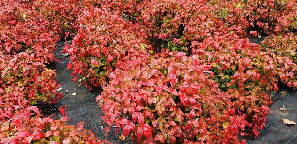 Bambou Sacré (Nandina Domestica) - Image 3