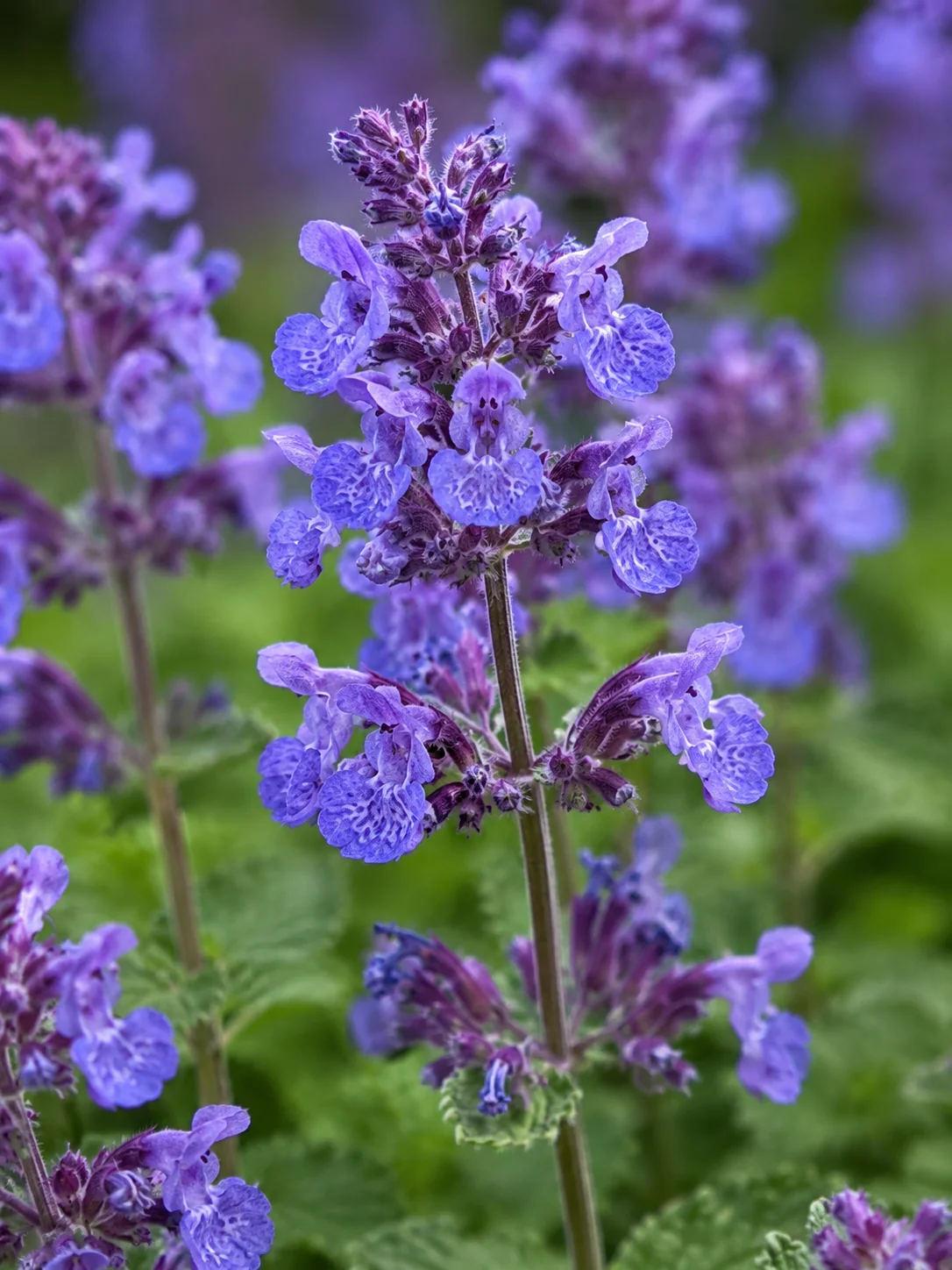Nepeta Faassenii (Cataire) - Image 2