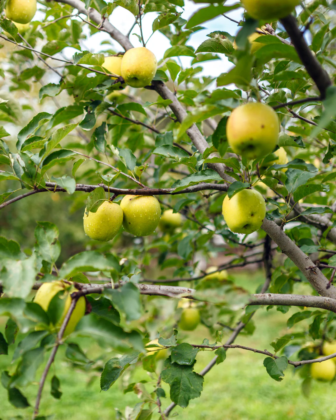 Palissade Pommier 'Golden' - Image 2
