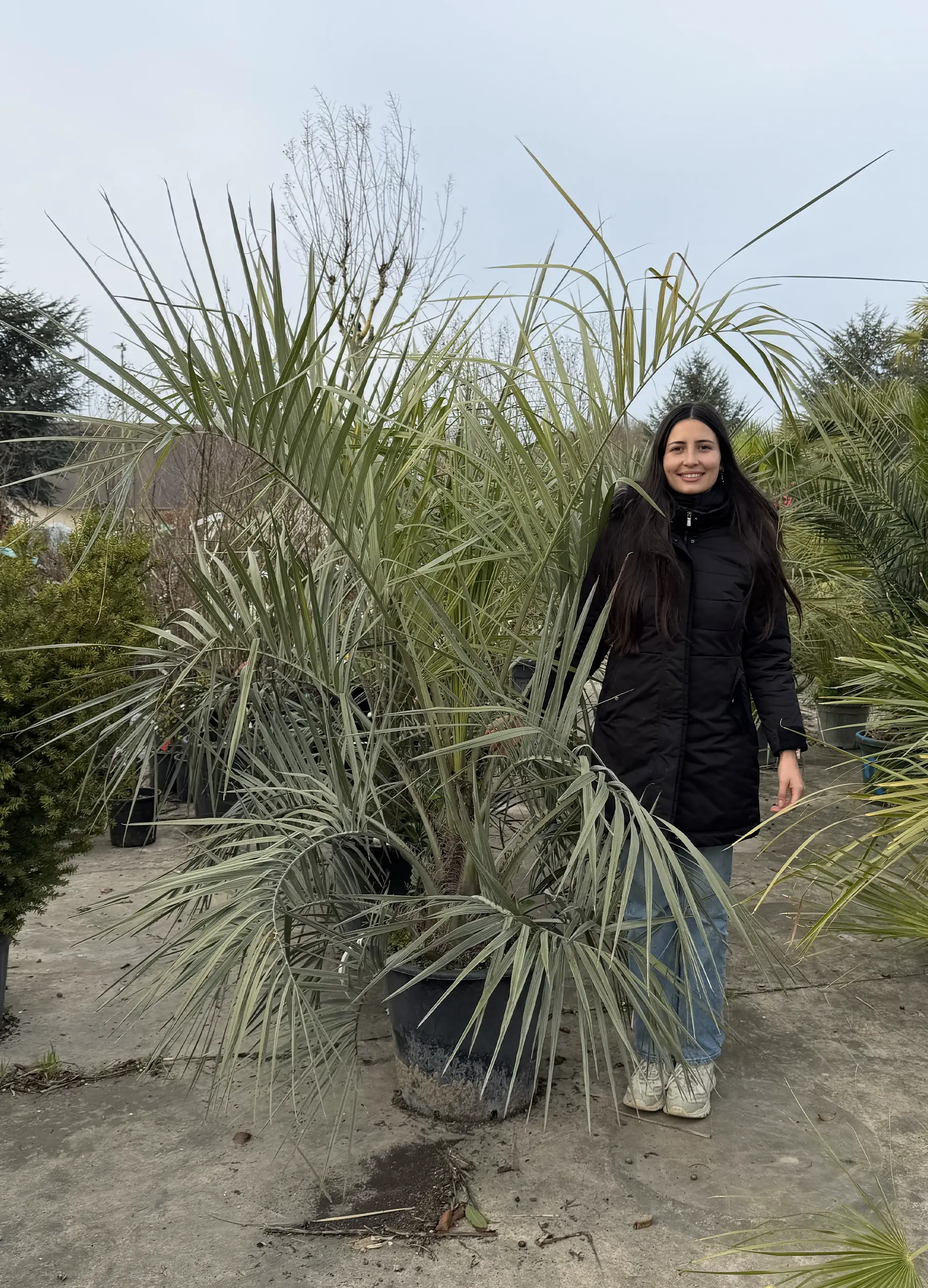 Palmier Abricotier (Butia Capitata) - Image 5
