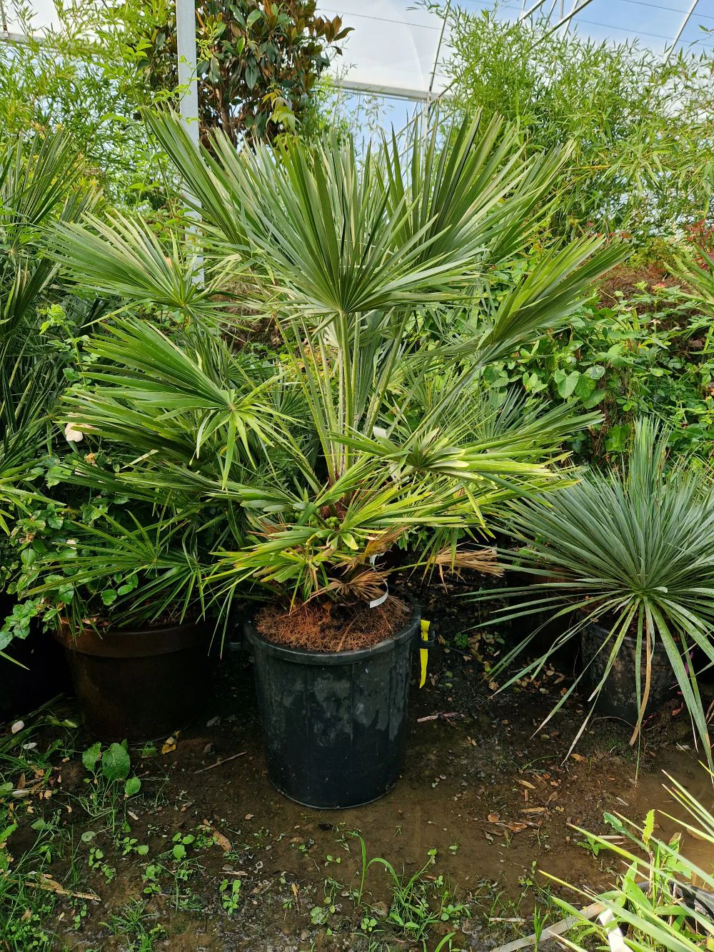 Palmier de Méditerranée (Chamaerops Humilis) - Image 6