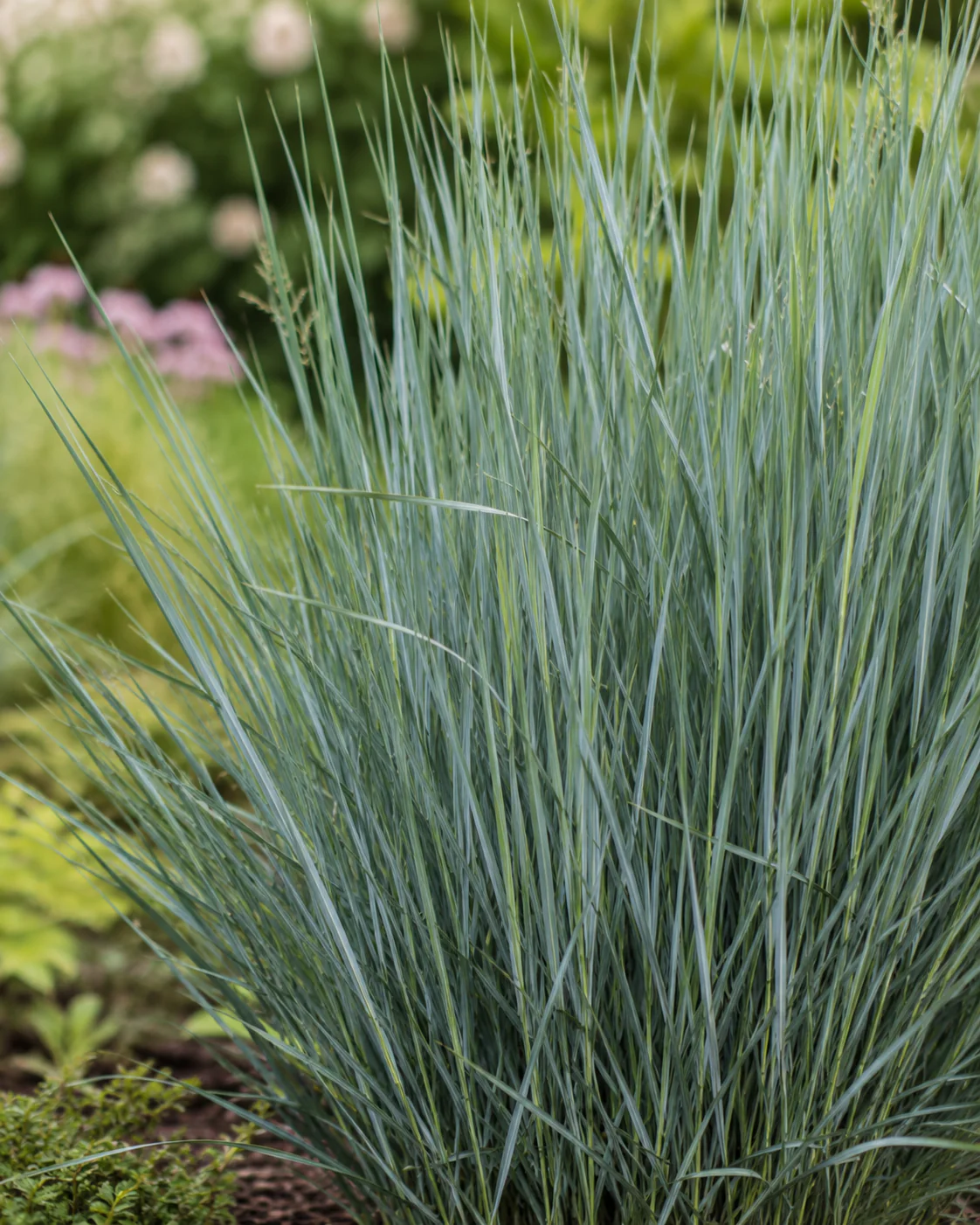 Panicum Virgatum Prairie Sky - Image 2